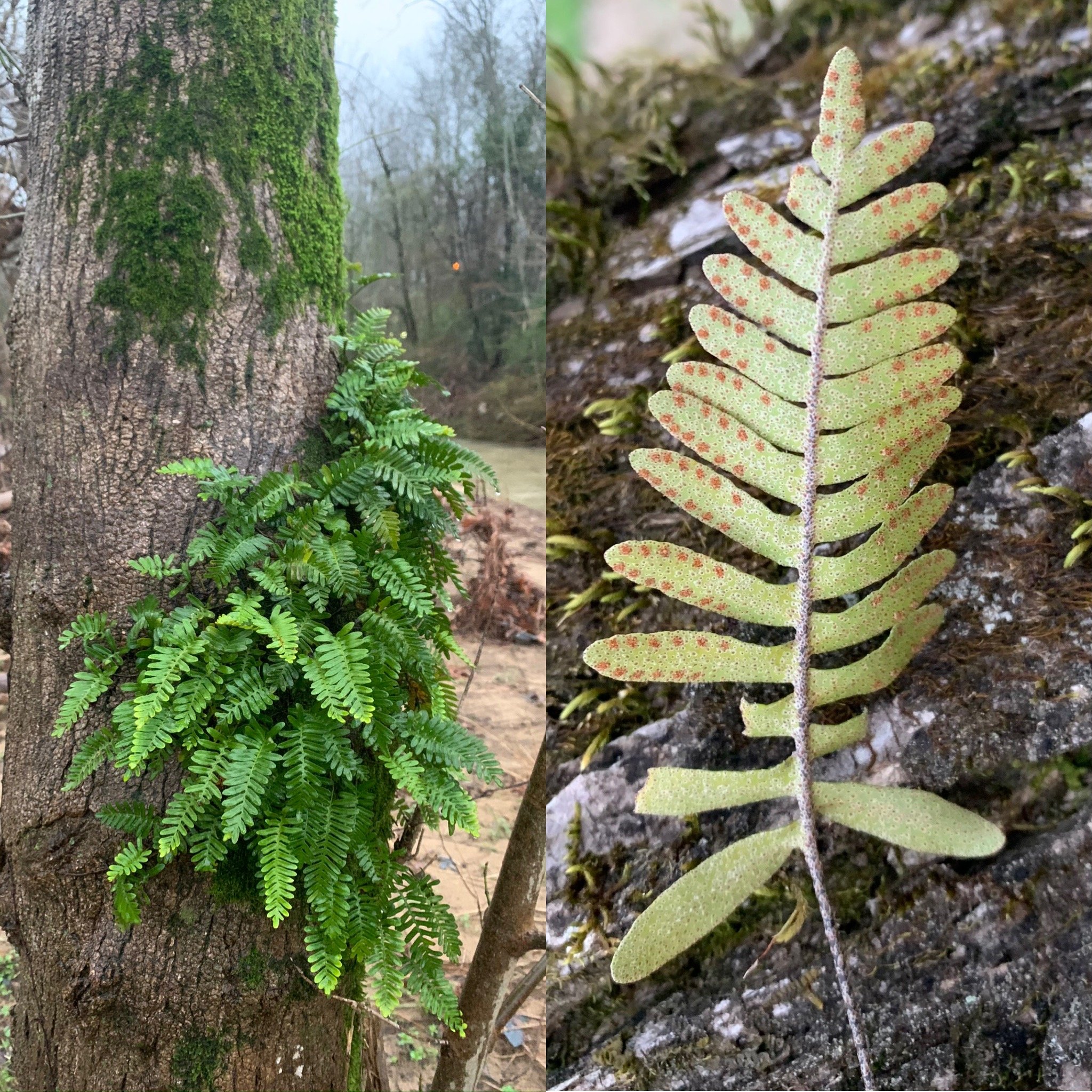 Resurrection Fern (Pleopeltis polypodioides)