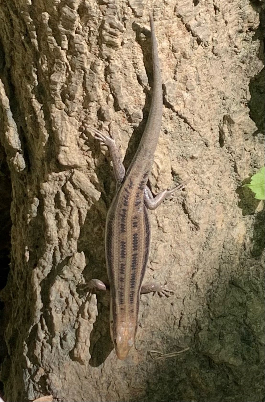 The American Five-lined Skink (Plestiodon fasciatus)