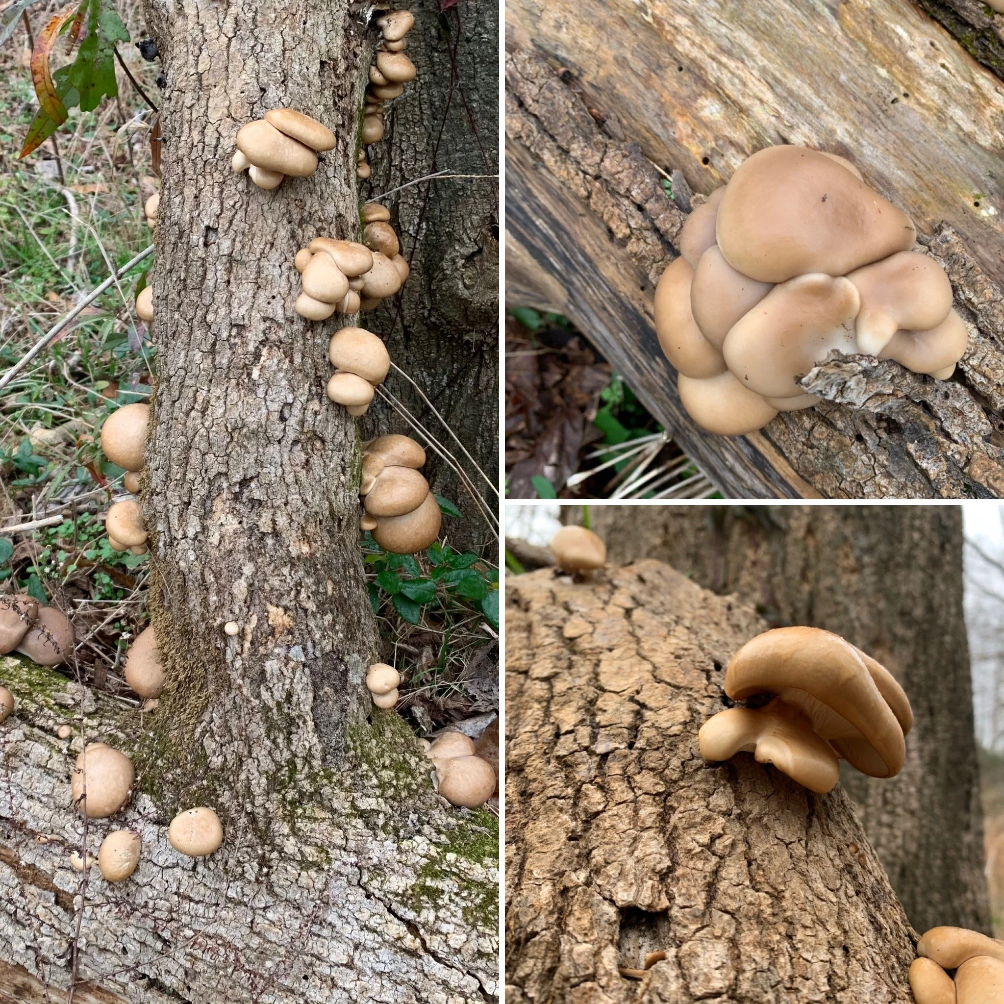 Oyster Mushroom (Pleurotus ostreatus)