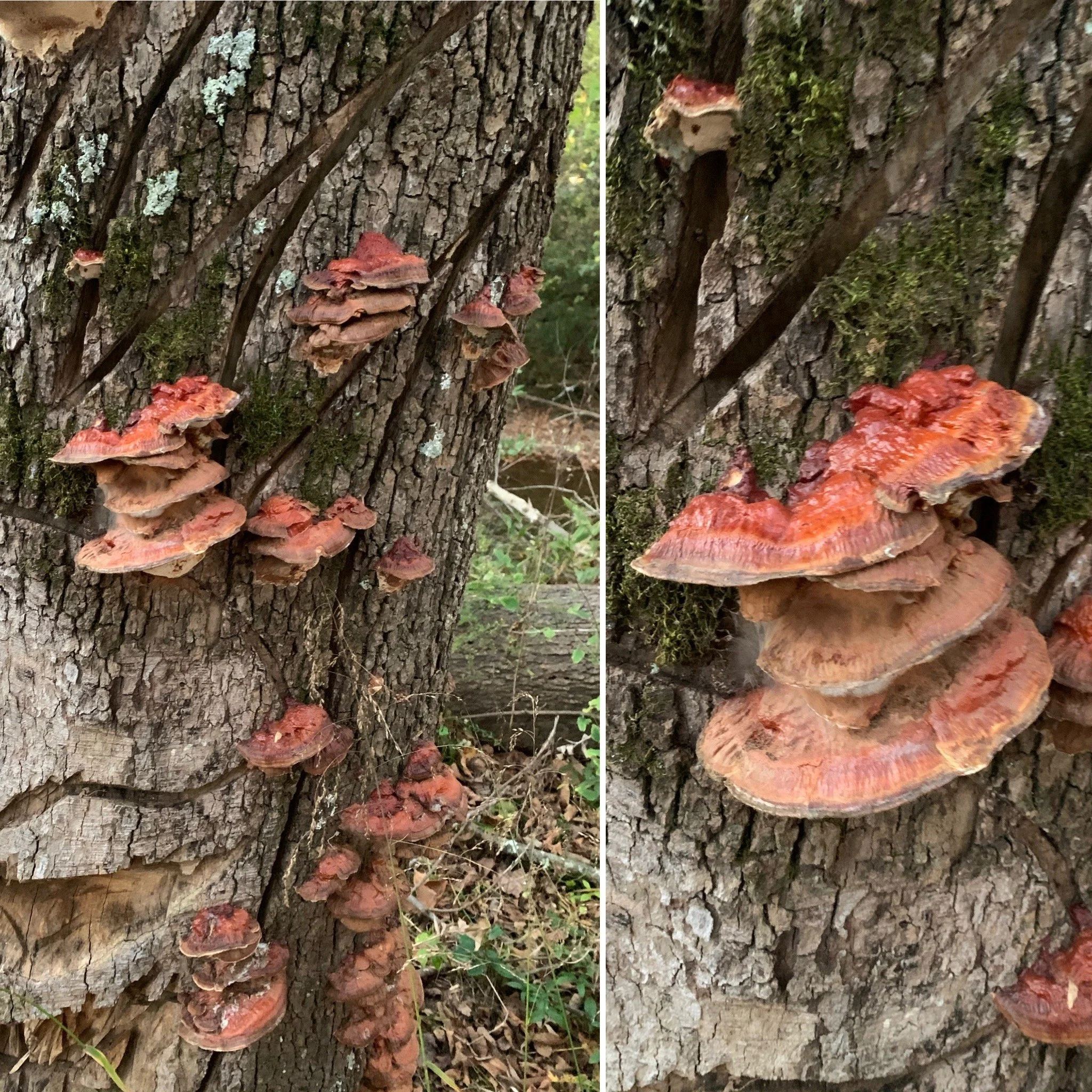 Ganoderma sessile