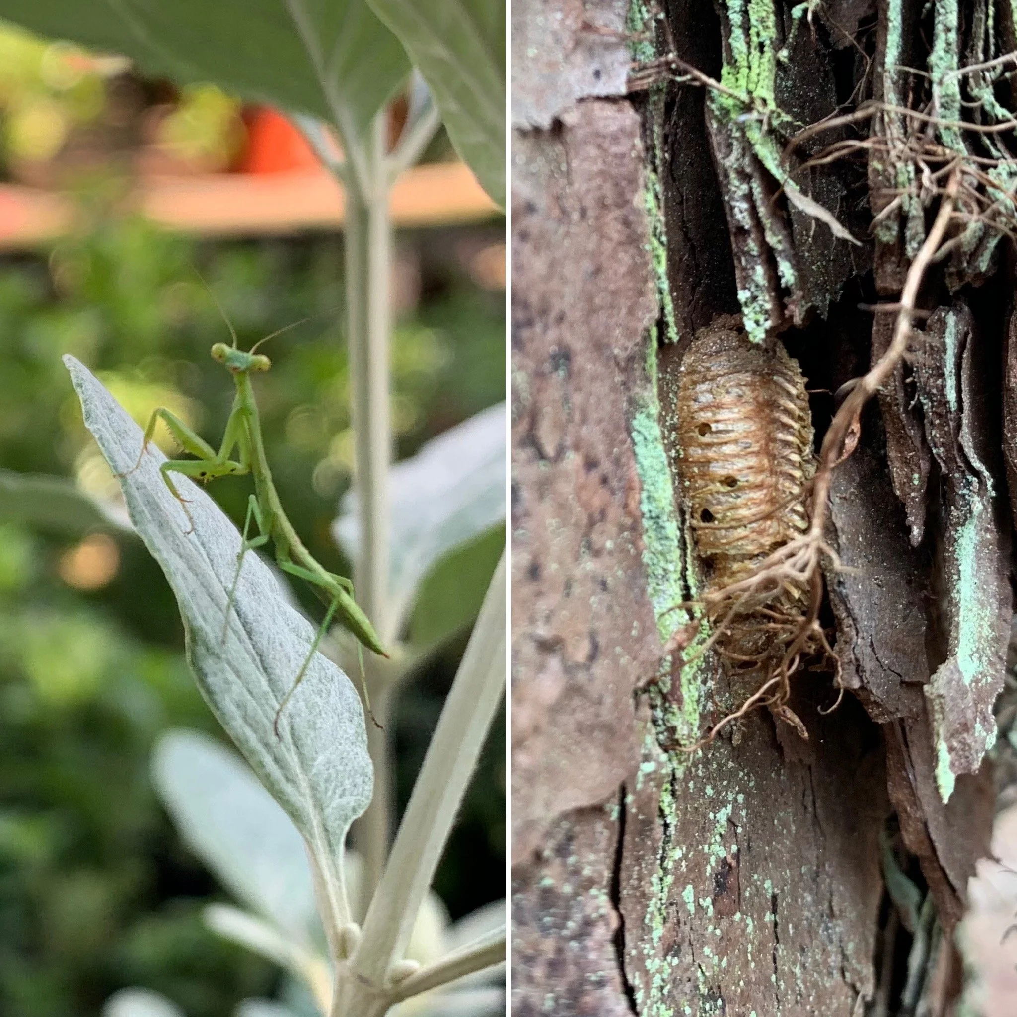 Carolina Mantis (Stagmomantis carolina) with ootheca