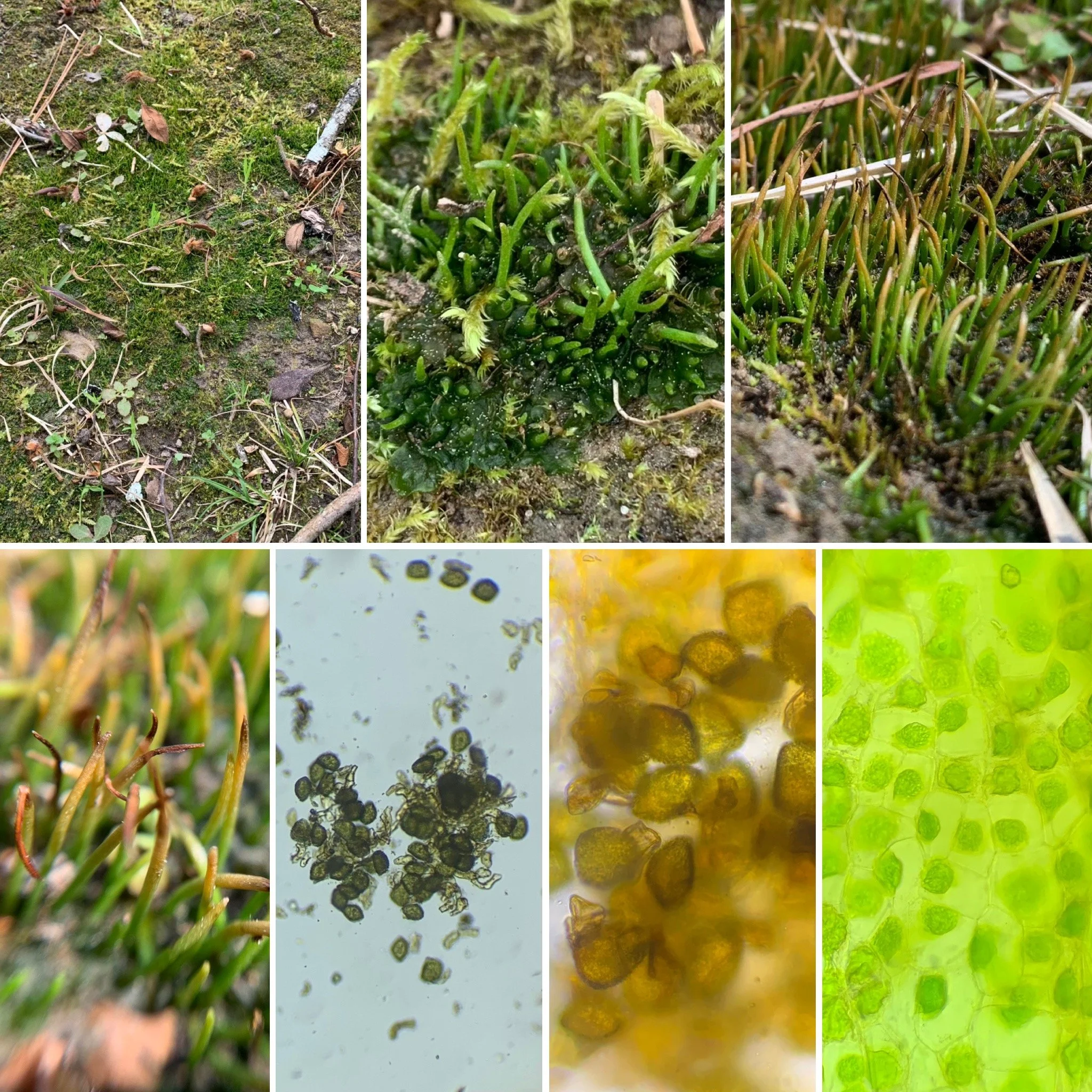 Phaeoceros Hornworts (Genus Phaeoceros) with sporophytes, yellow spores, and cells with large single chloroplasts (1x/10x/100x/400x) 
