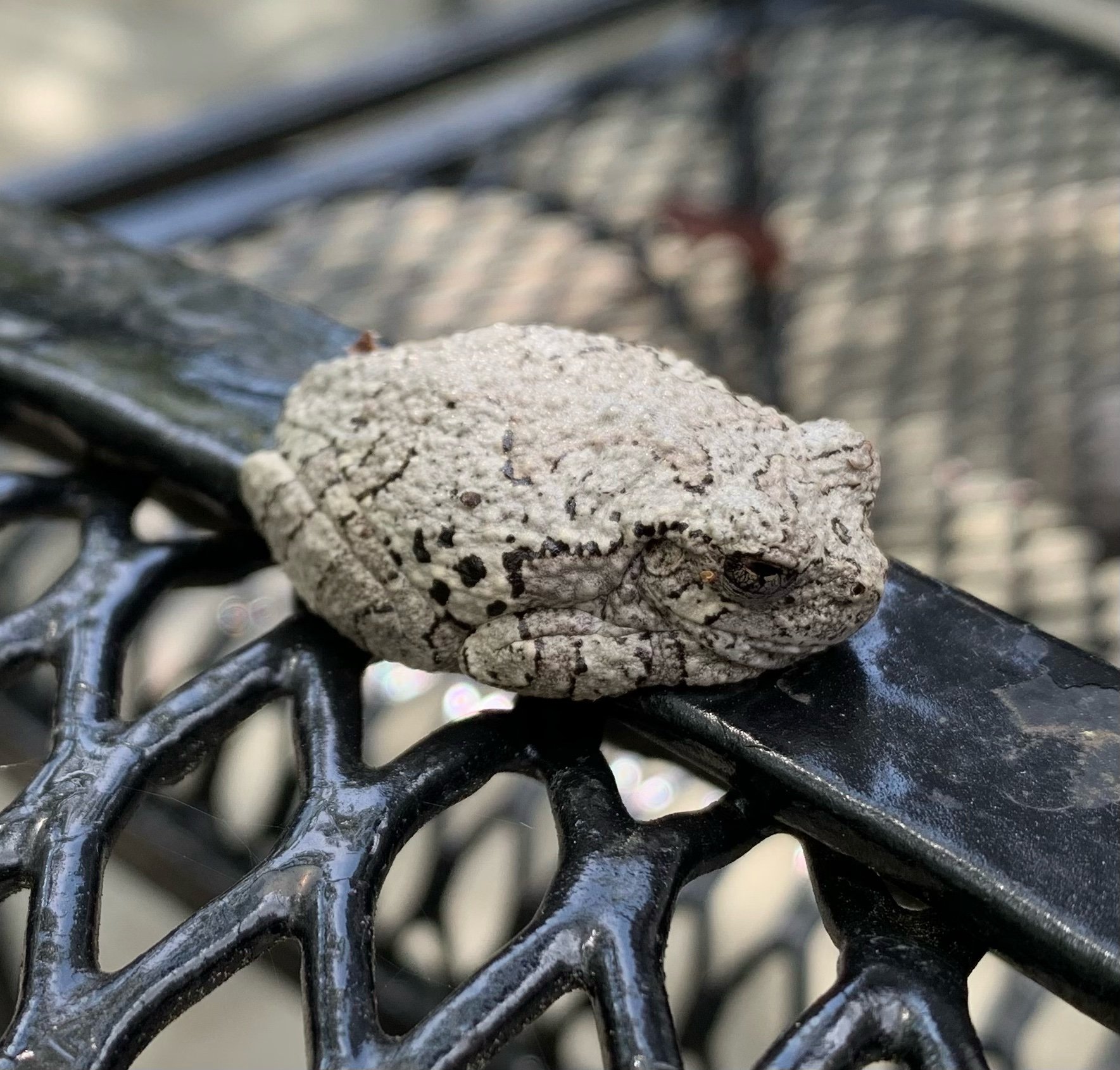 Cope’s Gray Treefrog (Hyla chrysoscelis)