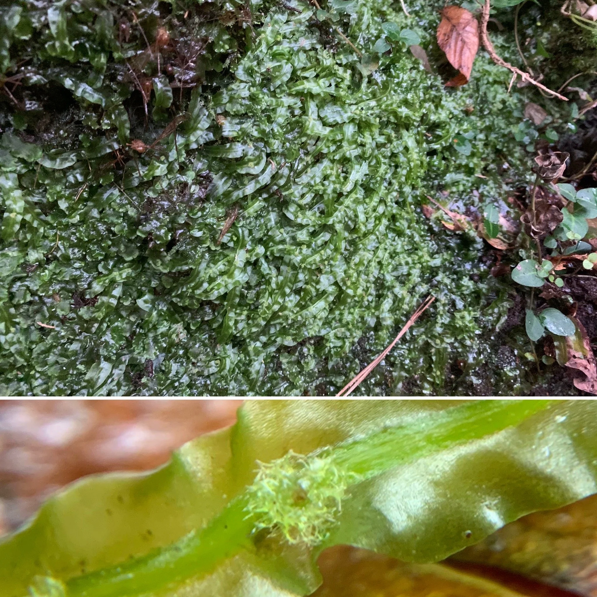 Ribbon Liverwort (Pallavicinia) with gynoecium (1x/10x)