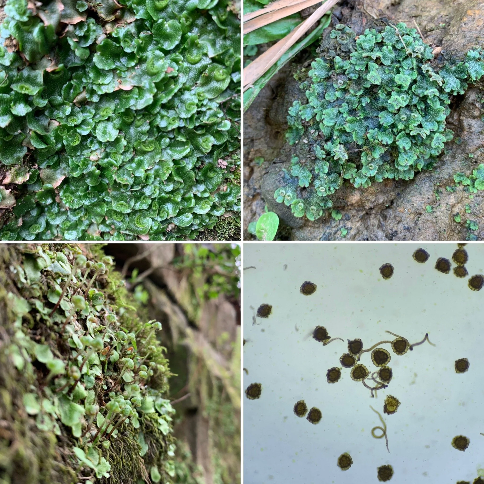 Great Scented Liverwort (Conocephalum conicum) with gemmae cups, antheridia, archegonia, and spores/elaters (1x/100x)