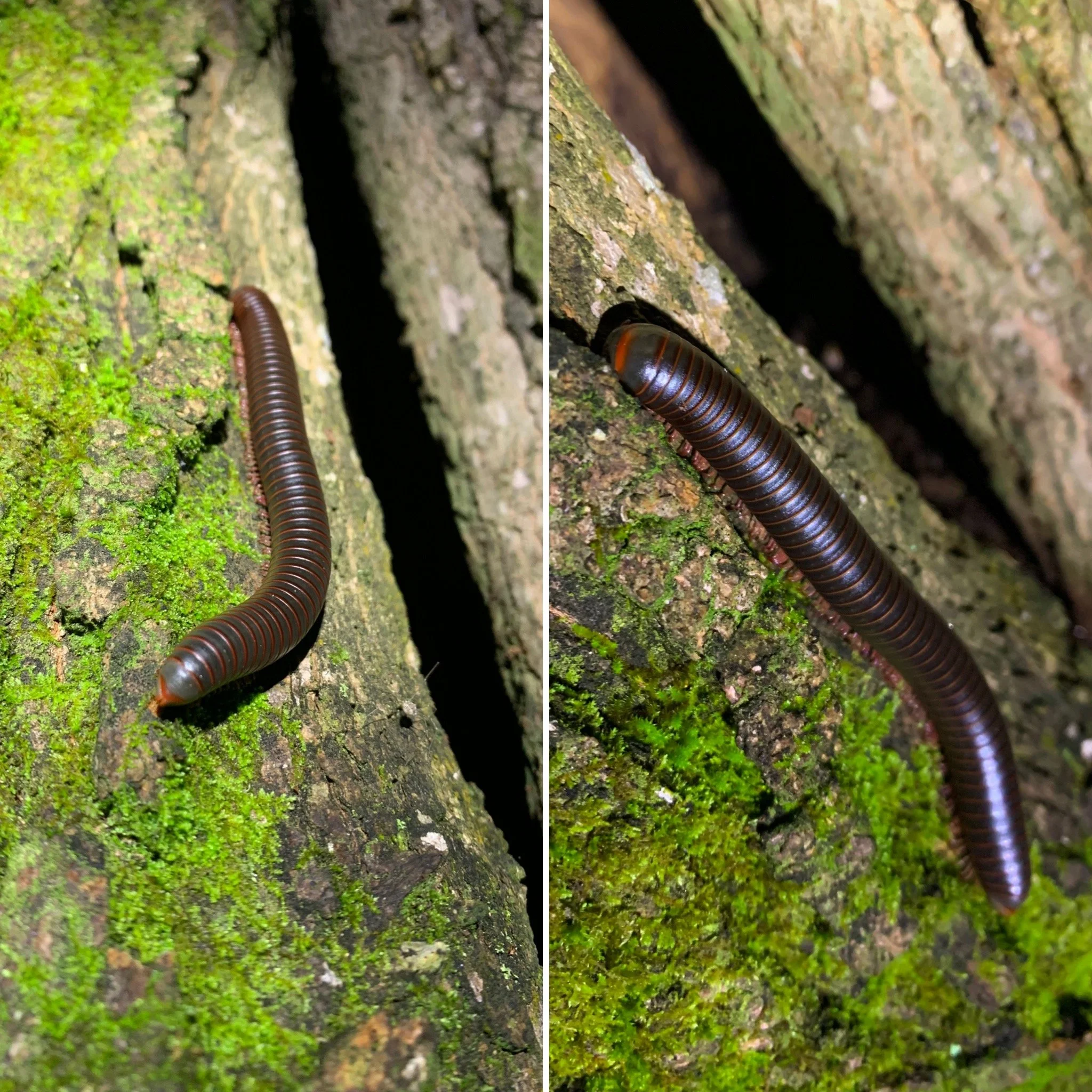 American Giant Millipede (Narceus americanus)