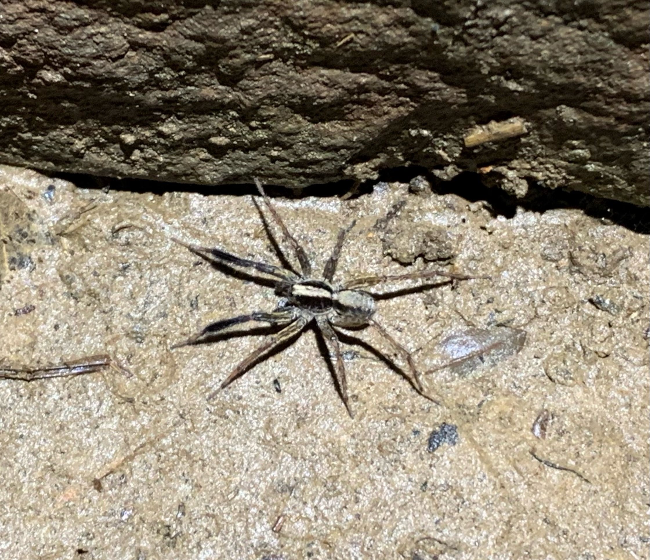 Carolina Wolf Spider (Hogna carolinensis)