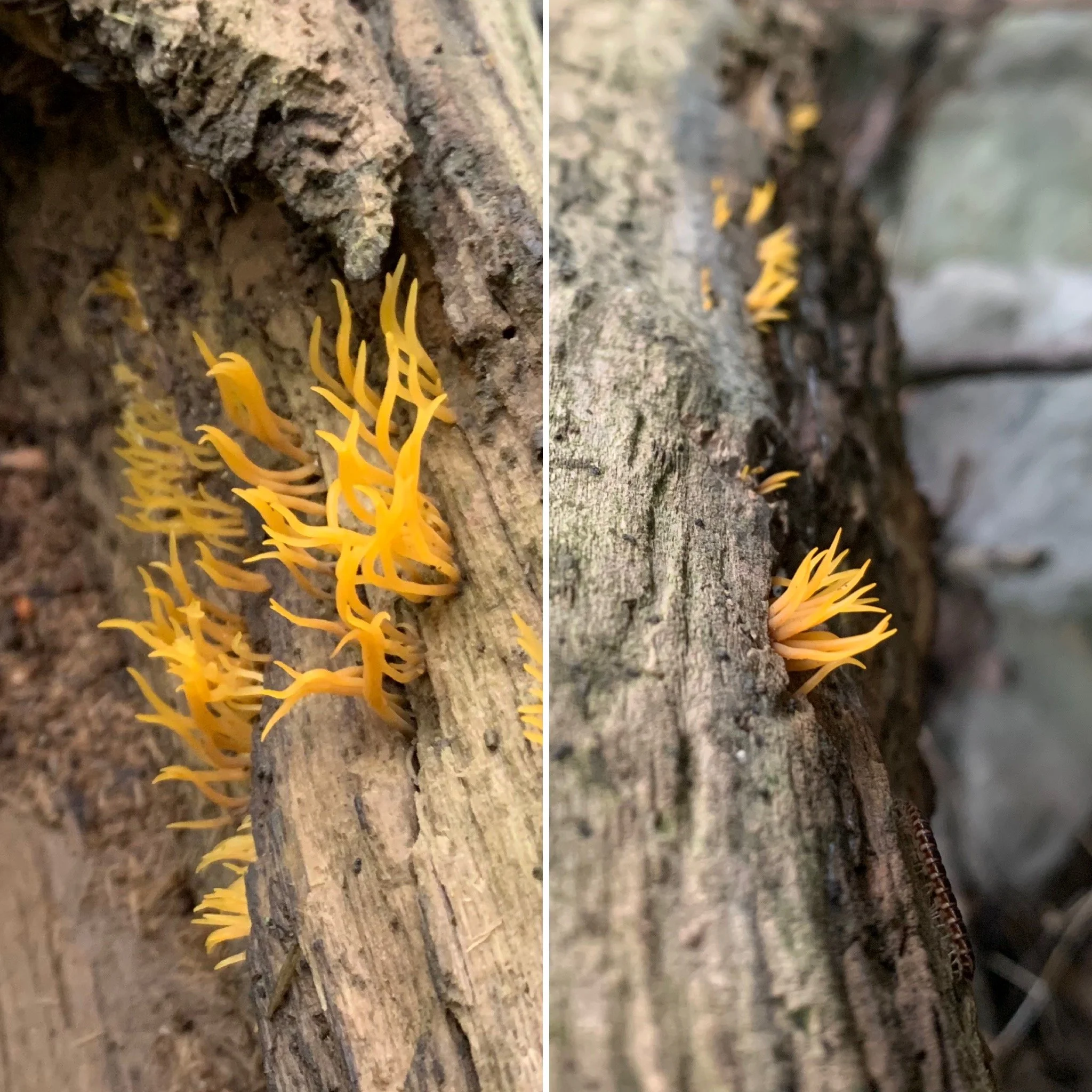 Small Stagshorn (Calocera cornea)