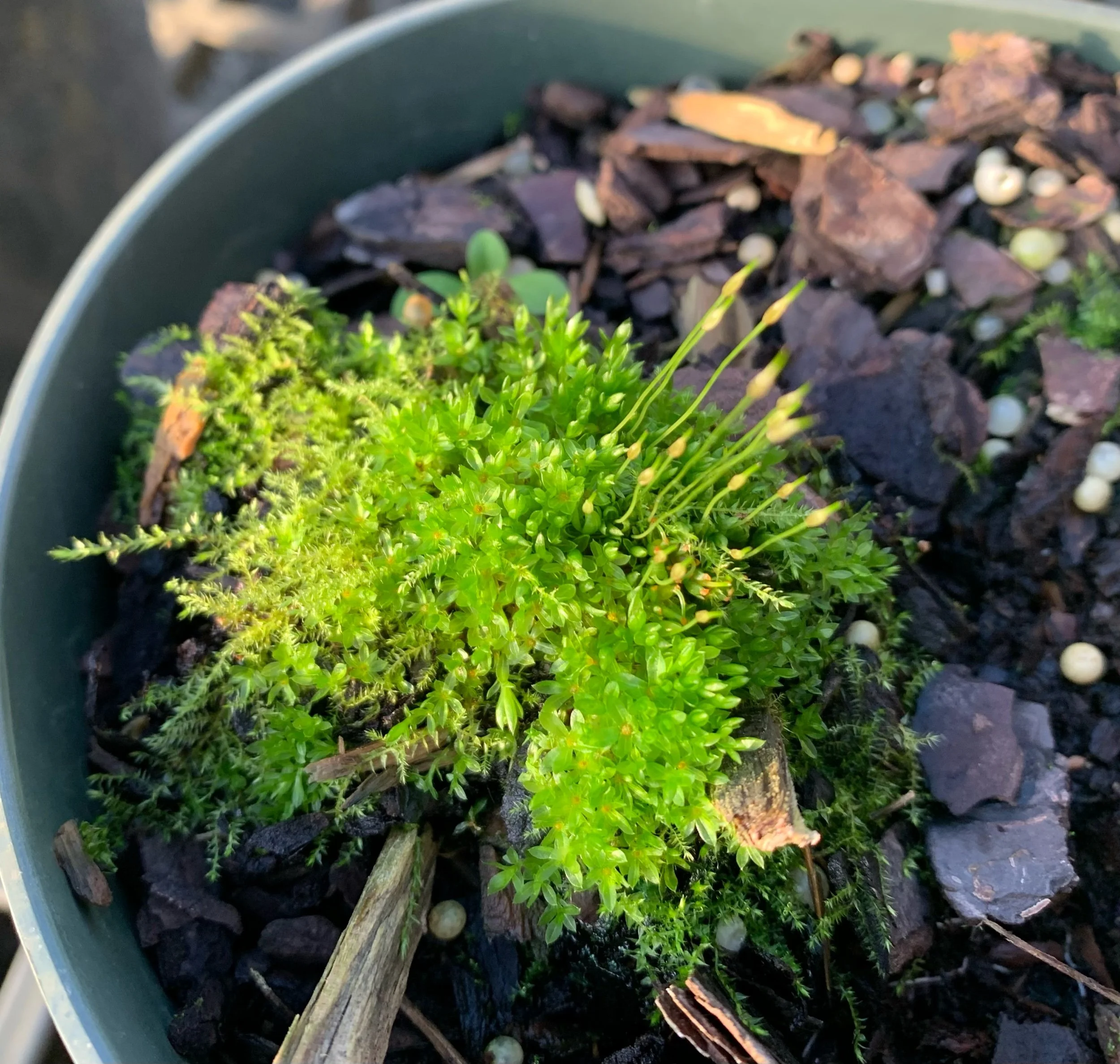 Specimen of moss used