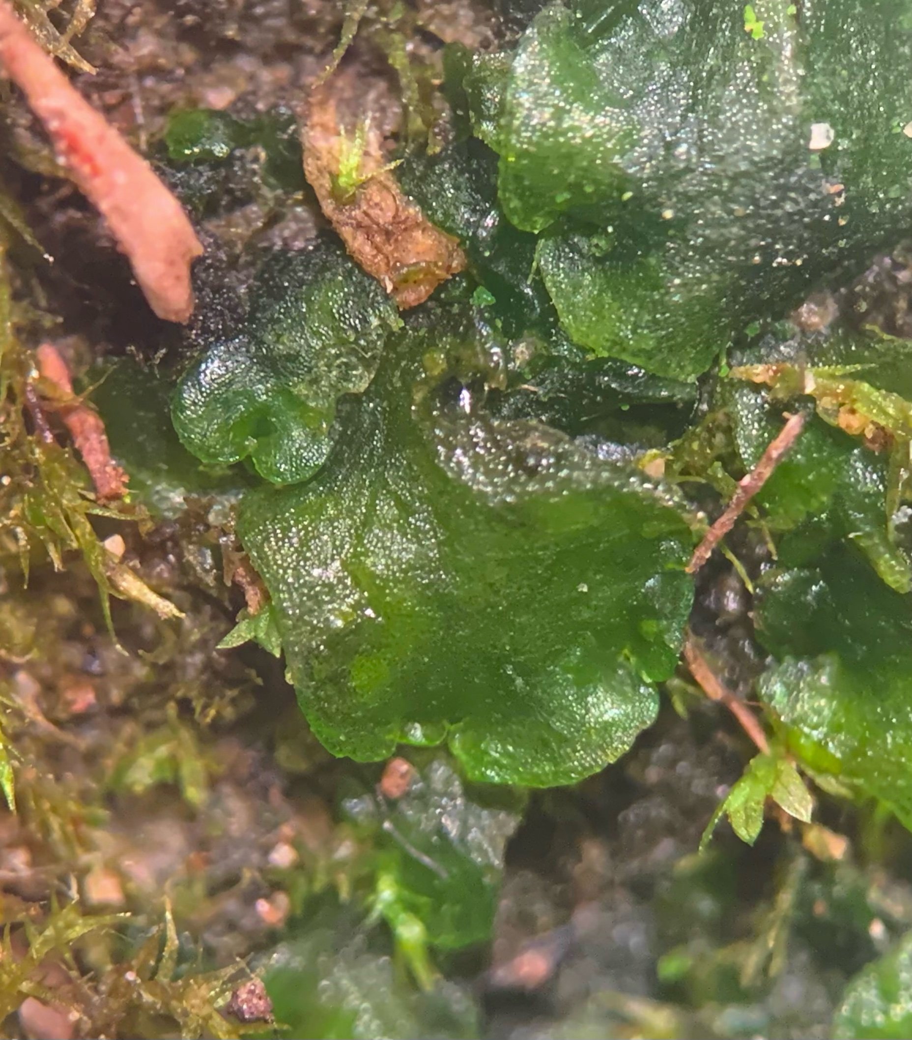 Specimen of Hornwort used at 20x