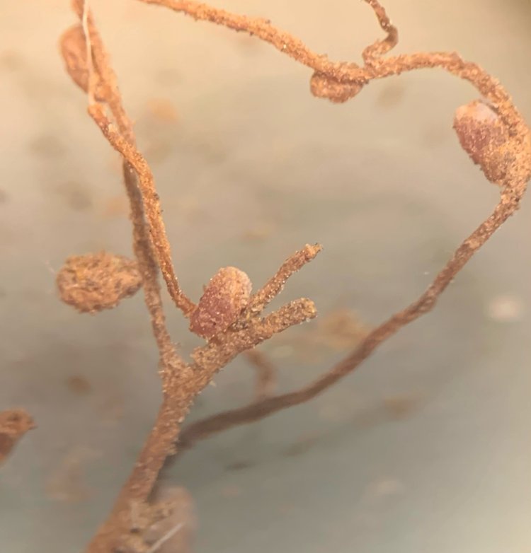 Root nodules at 20x