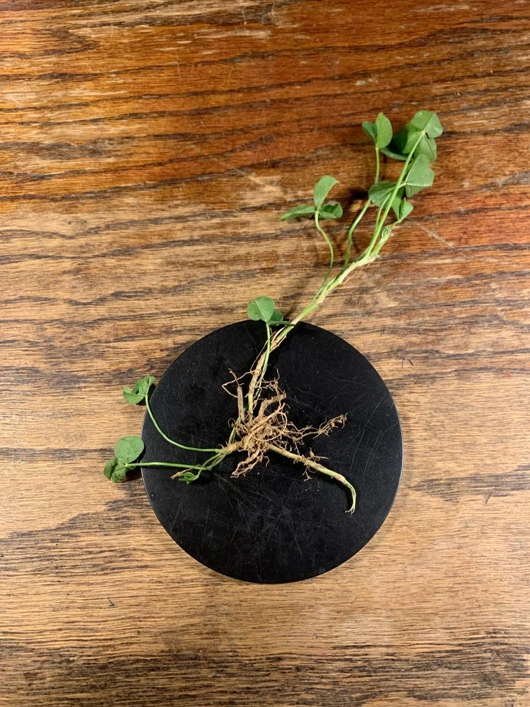 Clover plant with root structure