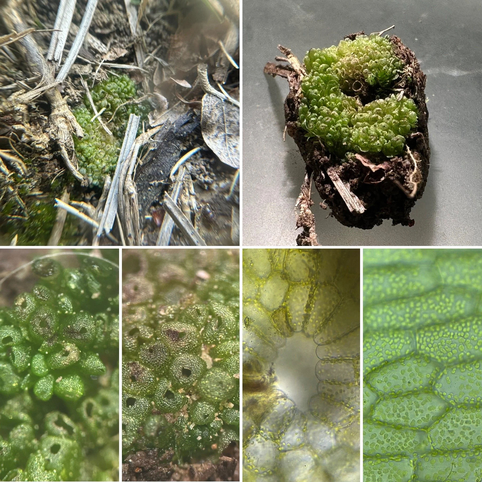 Bottle Liverwort (Sphaerocarpos)