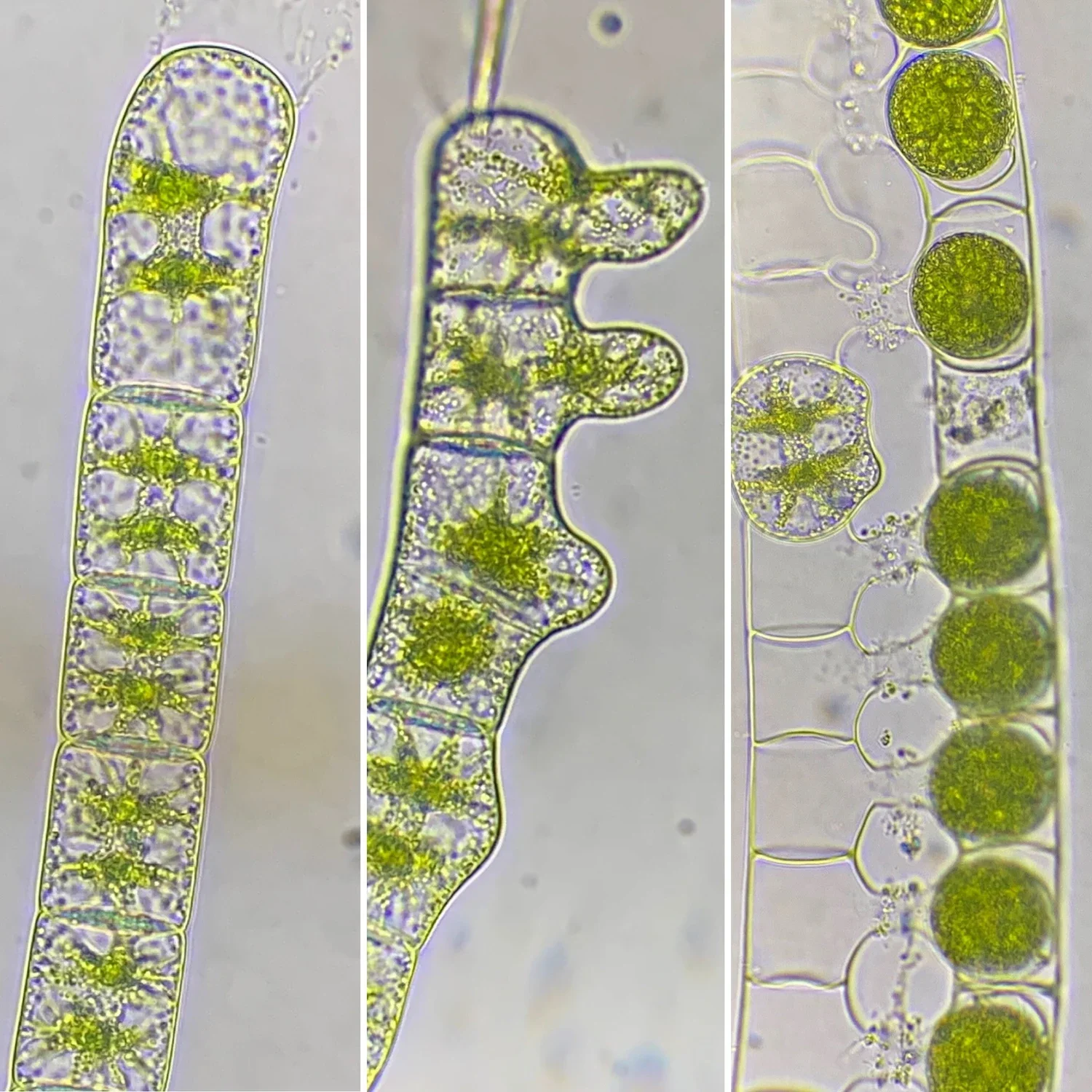 Sequence of sexual reproduction with conjugation tubes formation at 100x