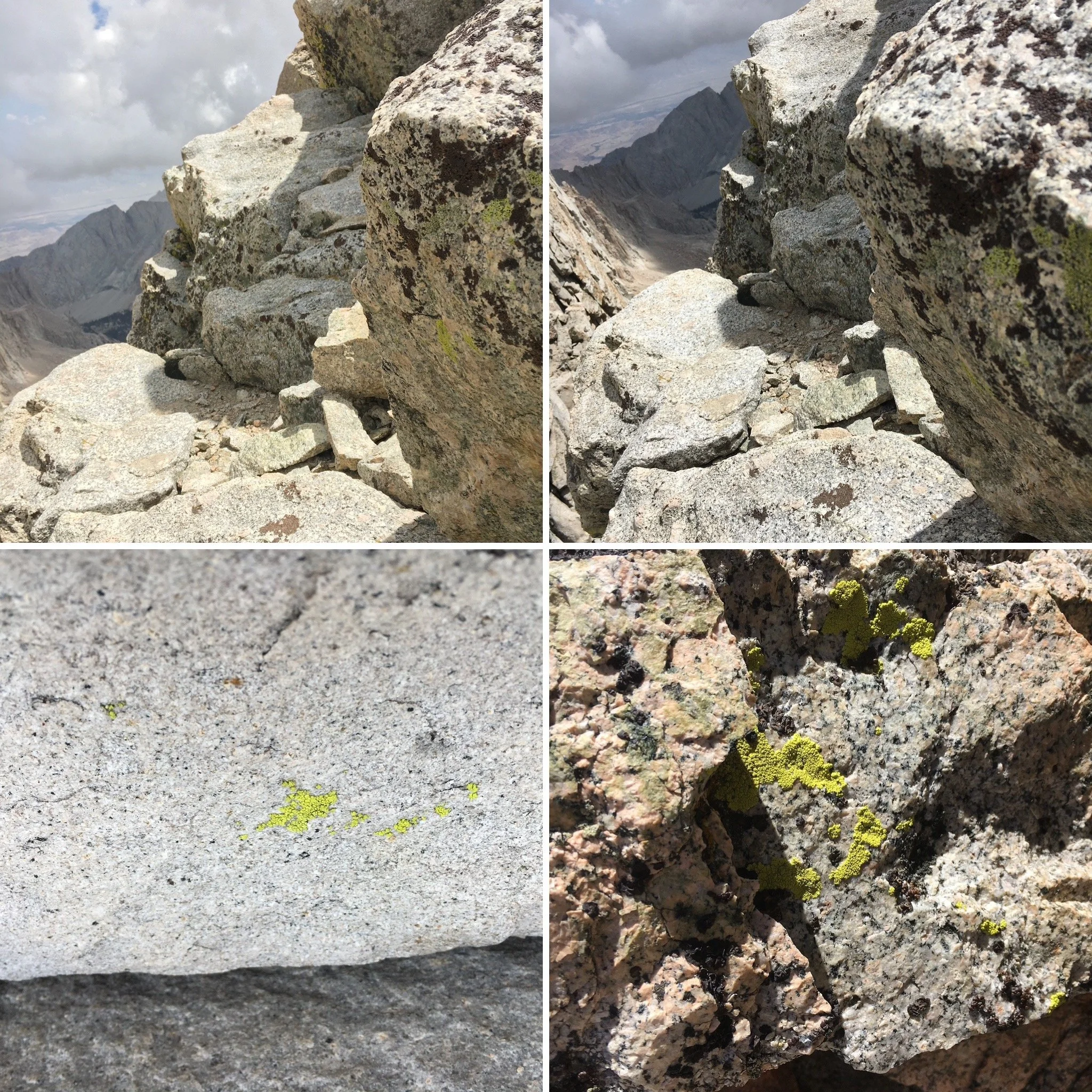  Lichens growing on the granite walls of Mt. Whitney. 