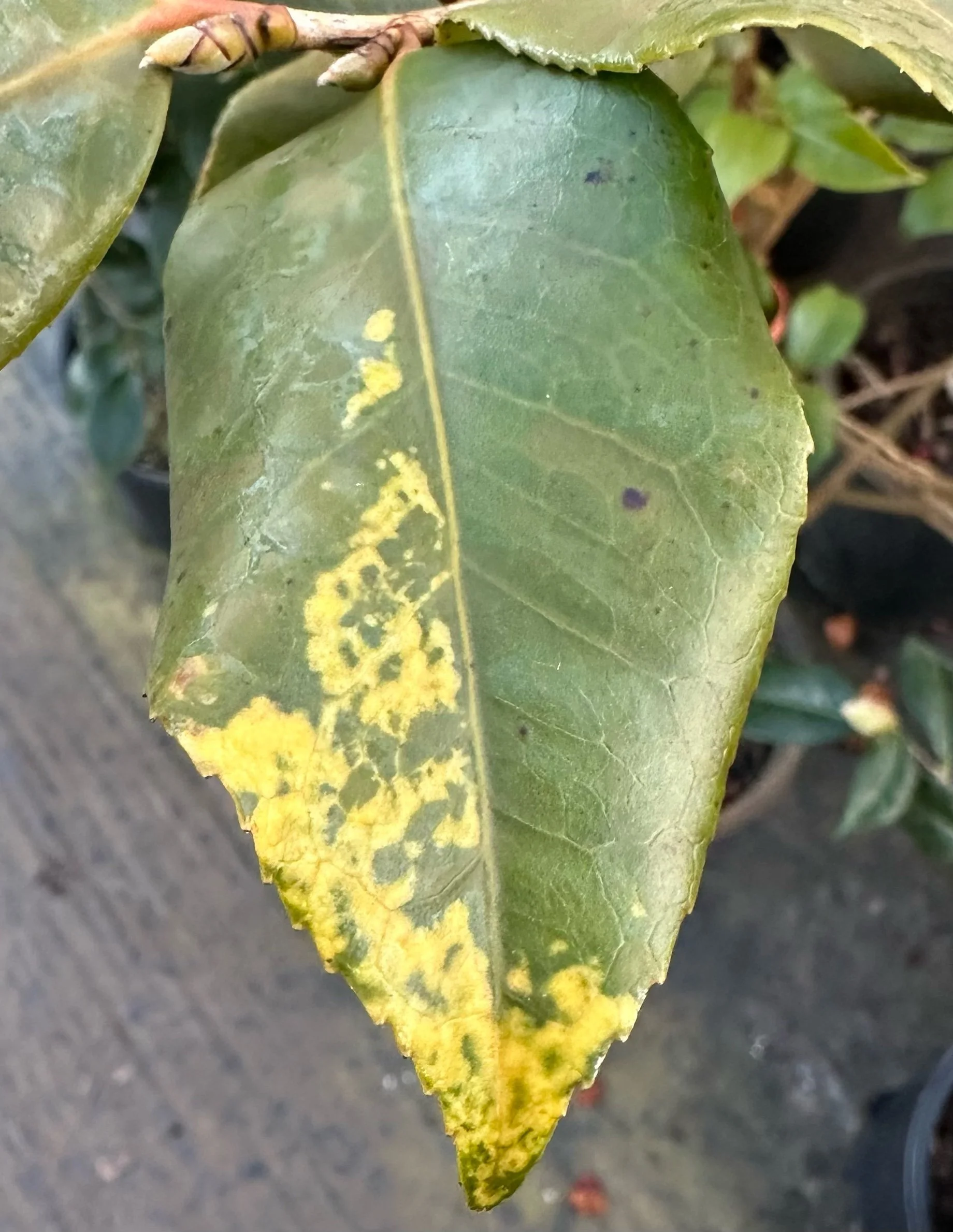 Variegated and yellowed leaves possibly due to a virus in Camellia plant