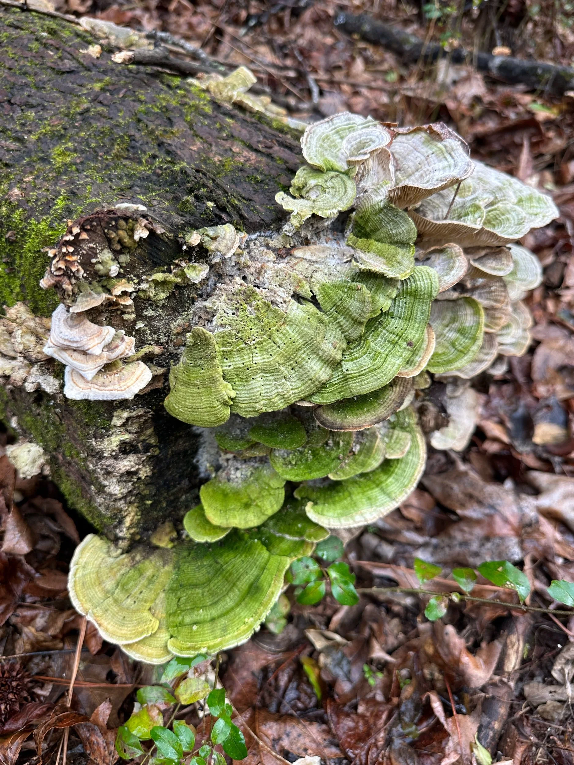 Epimycotic algae growing on bracket fungi