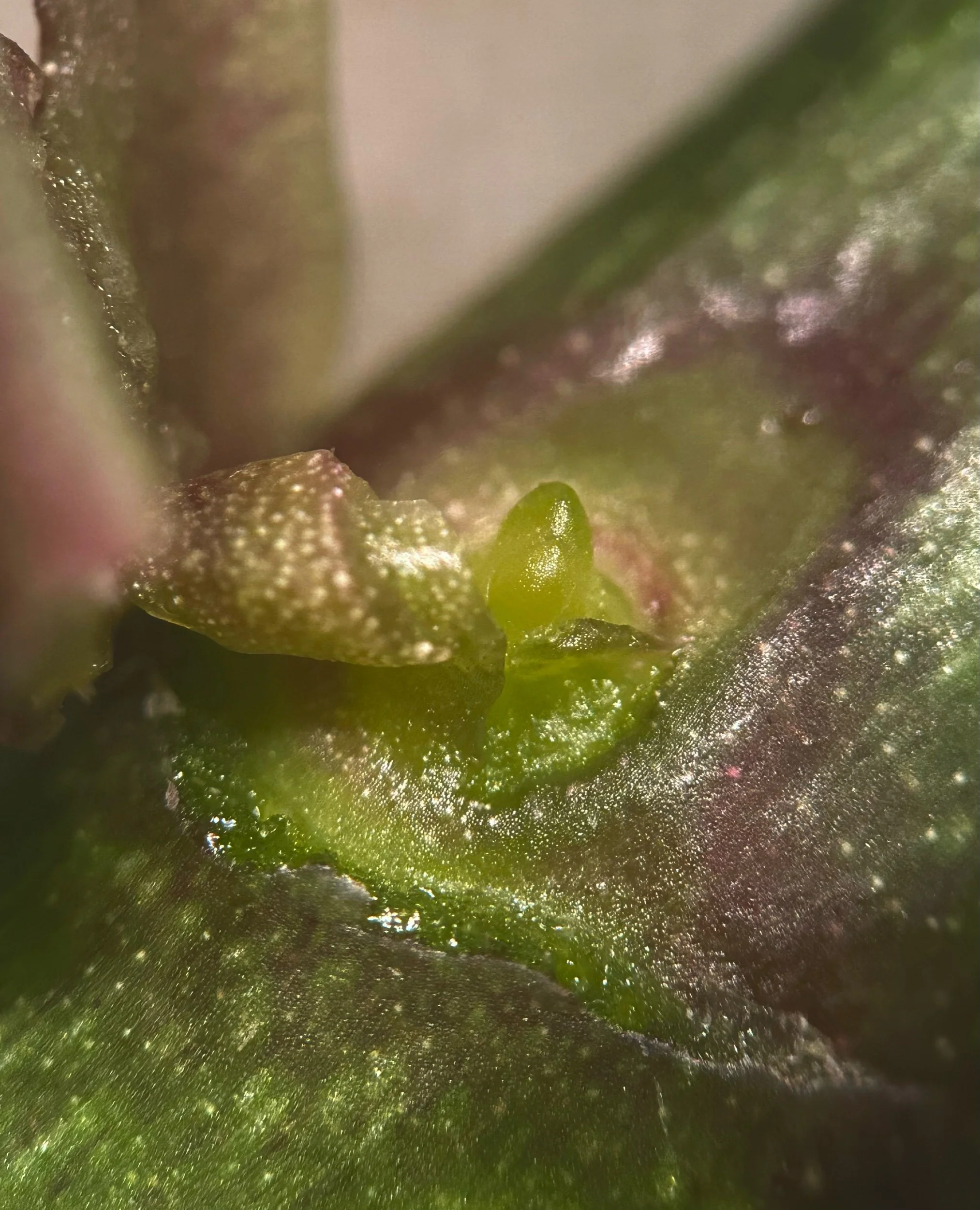 Peeled back orchid bract/sheath, revealing axillary bud with meristematic dome/tissue at 20x