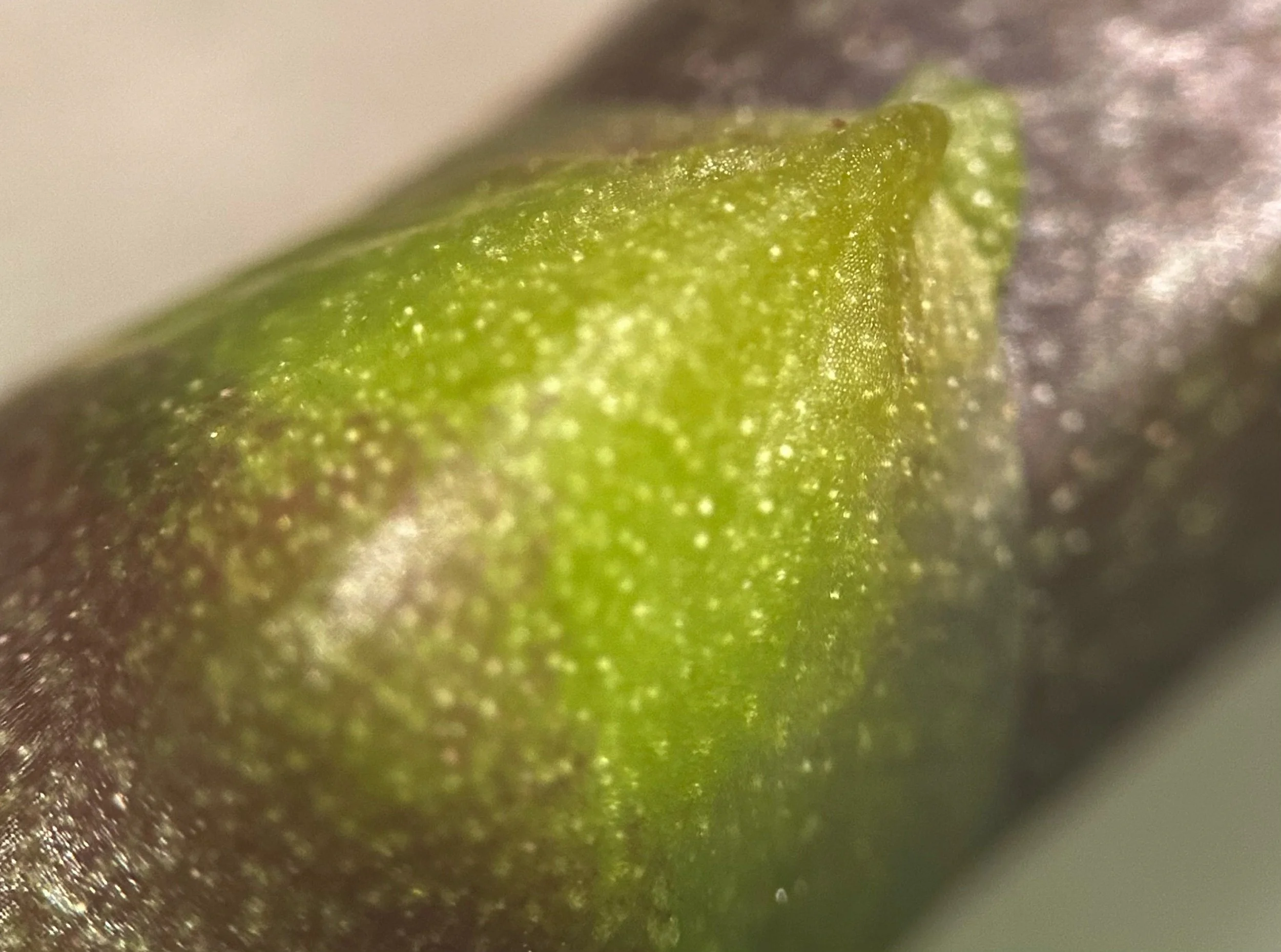 Orchid bract/sheath at 20x