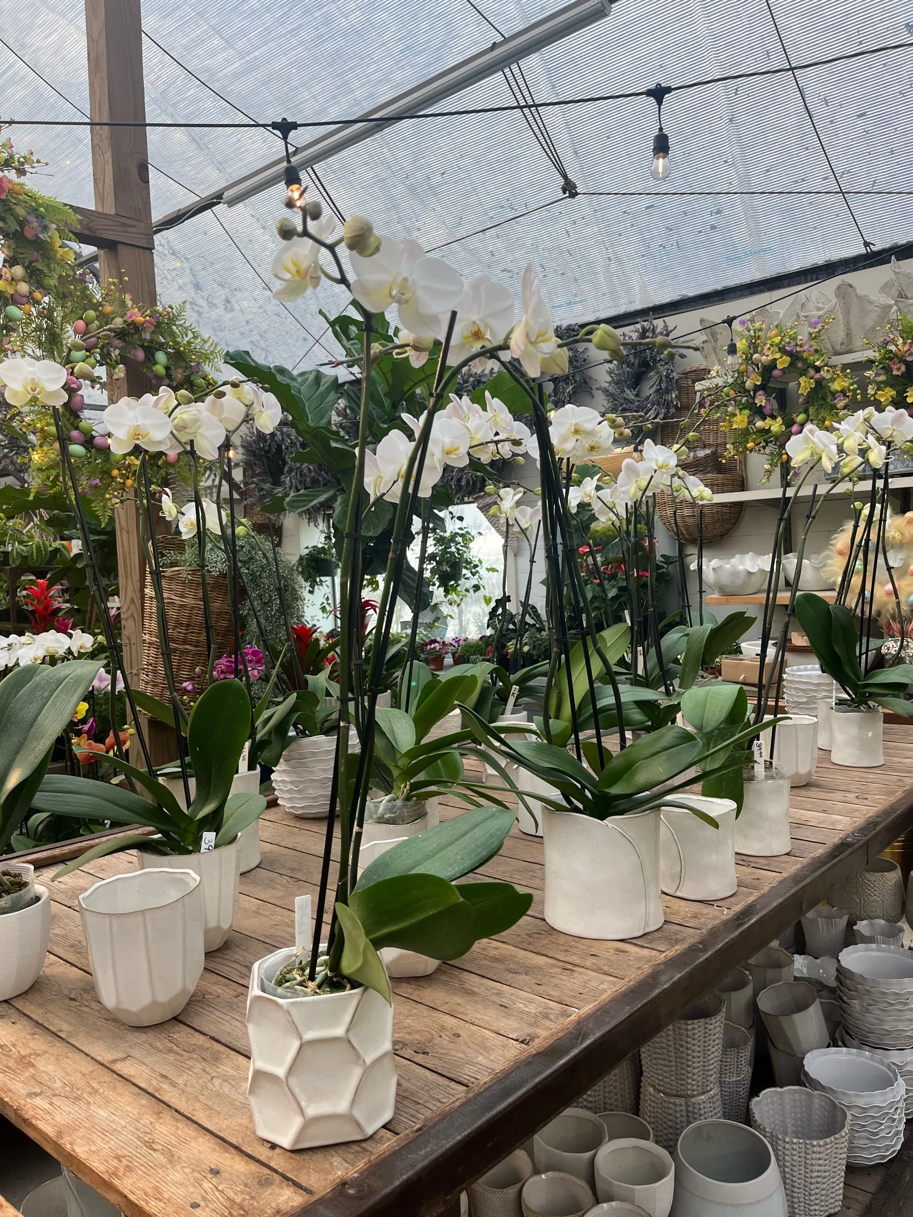 Phalaenopsis orchids