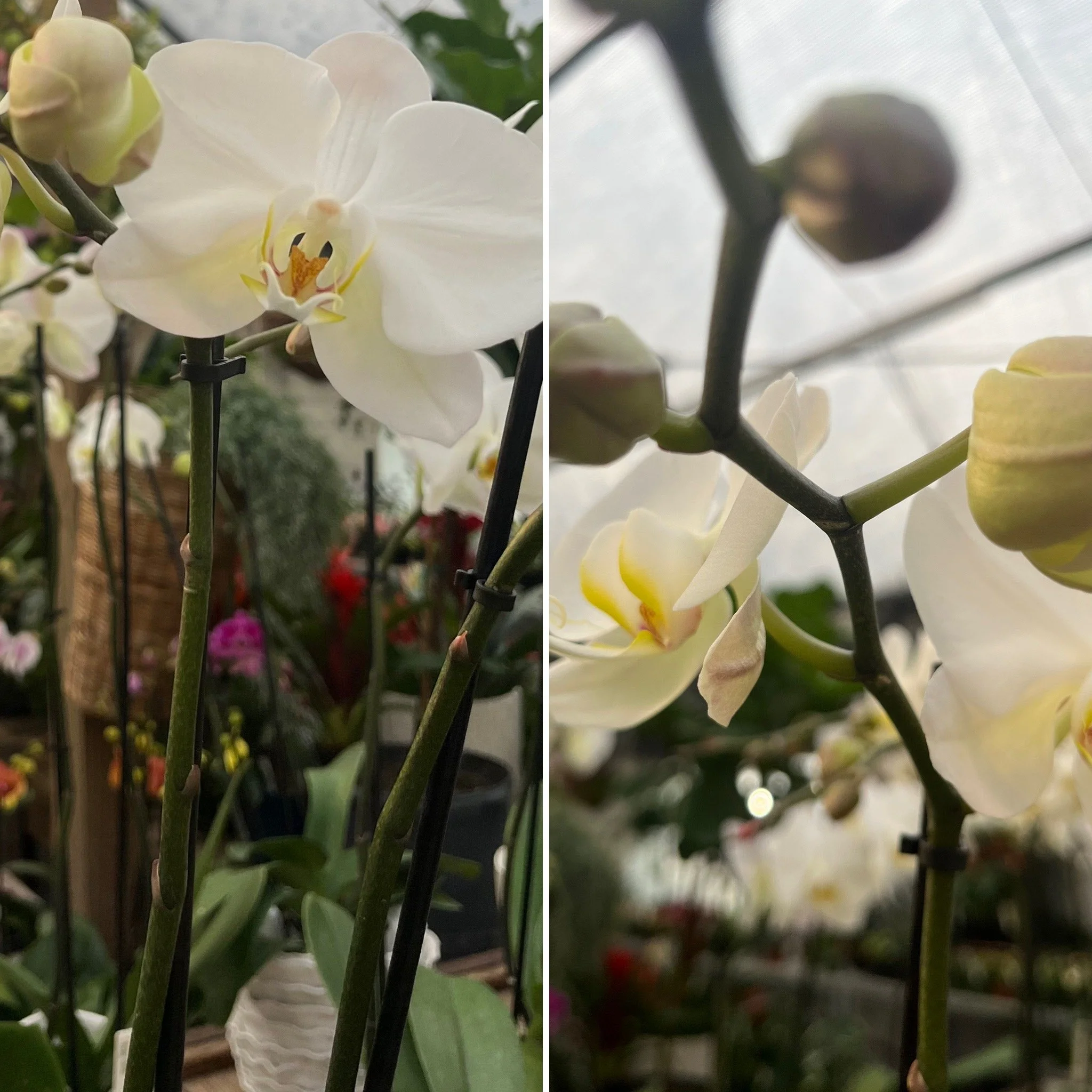 Orchid flower spikes showing central/dormant nodes (left), and apical flower stems (pedicels) with flowers (right)