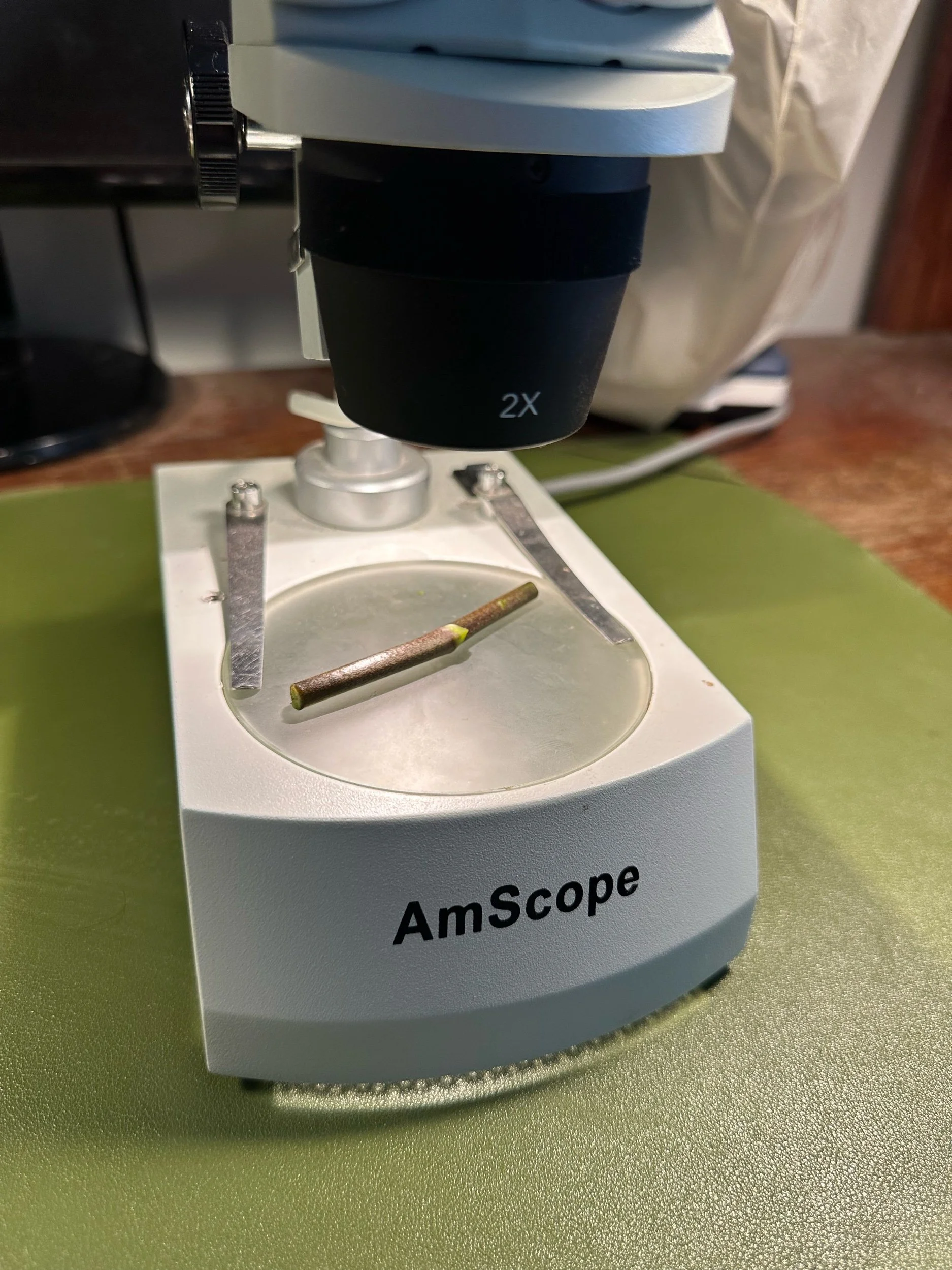 Central section of an orchid flower spike with dormant node under microscope