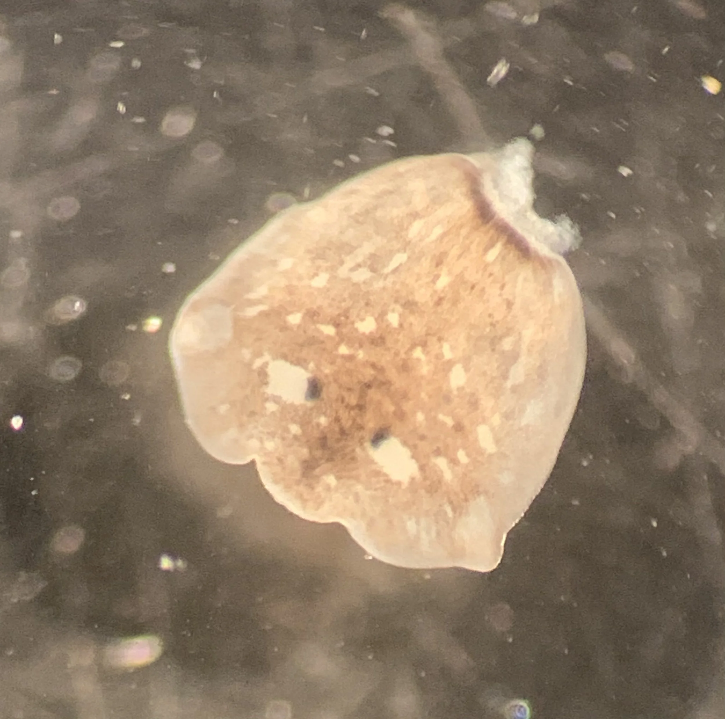 "Head" or anterior region of planarian with two visible eyespots 