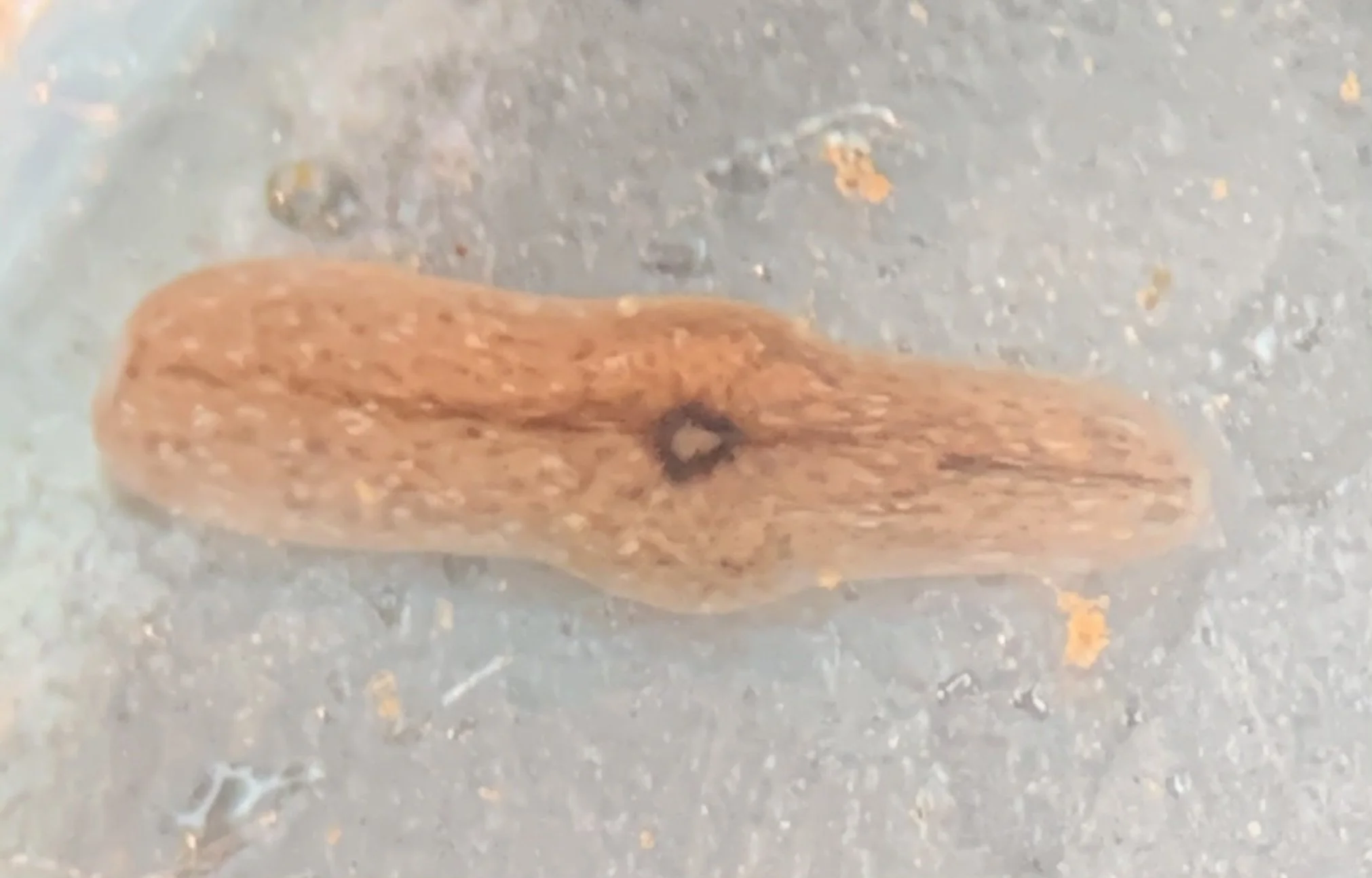 Body section after 2 days of growth 
