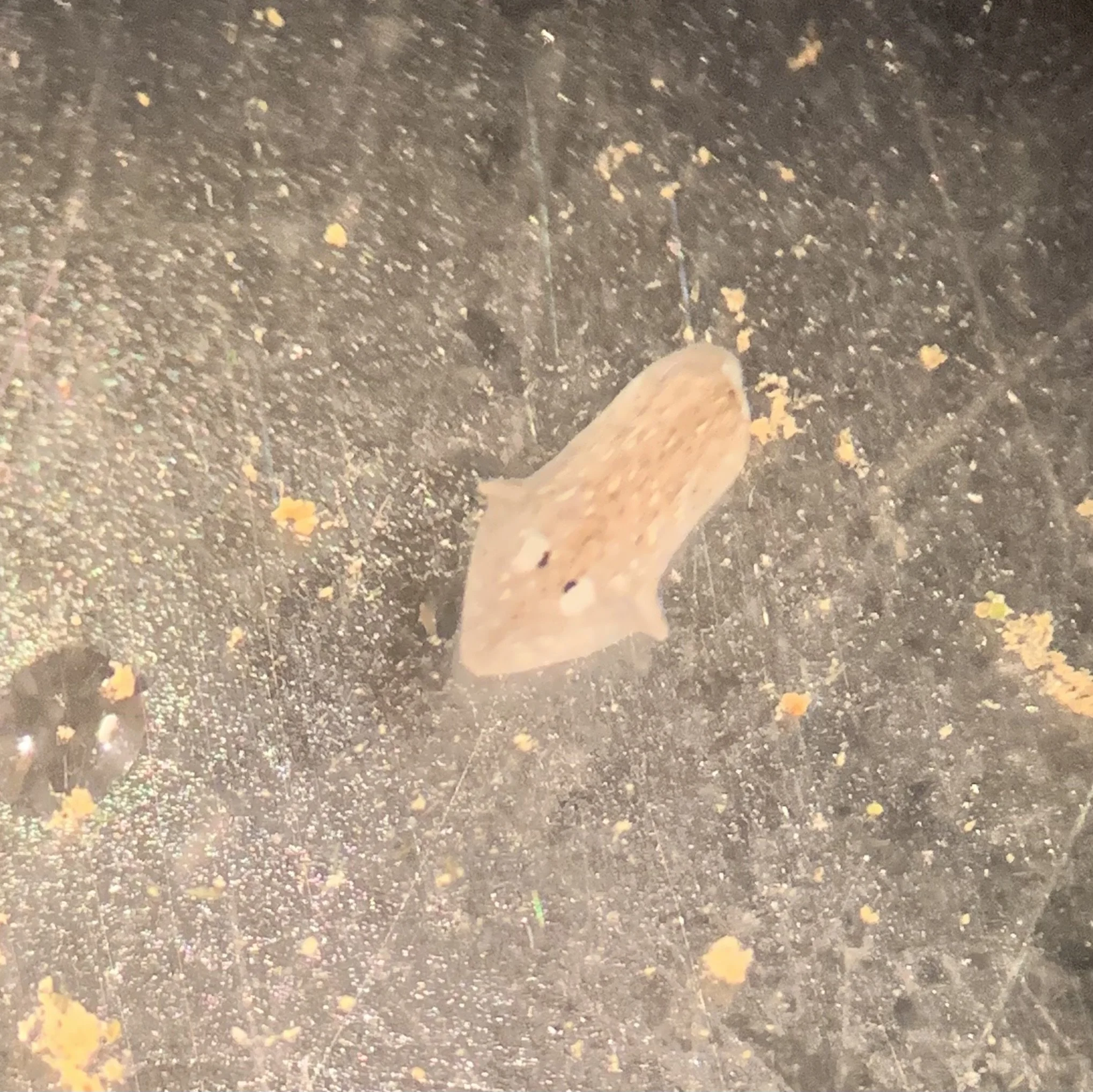 After 2 days of growth