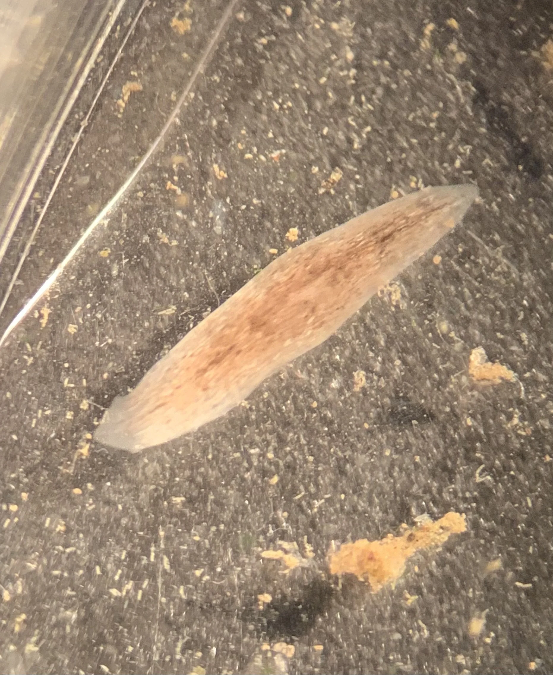 5 days of growth with newly forming head