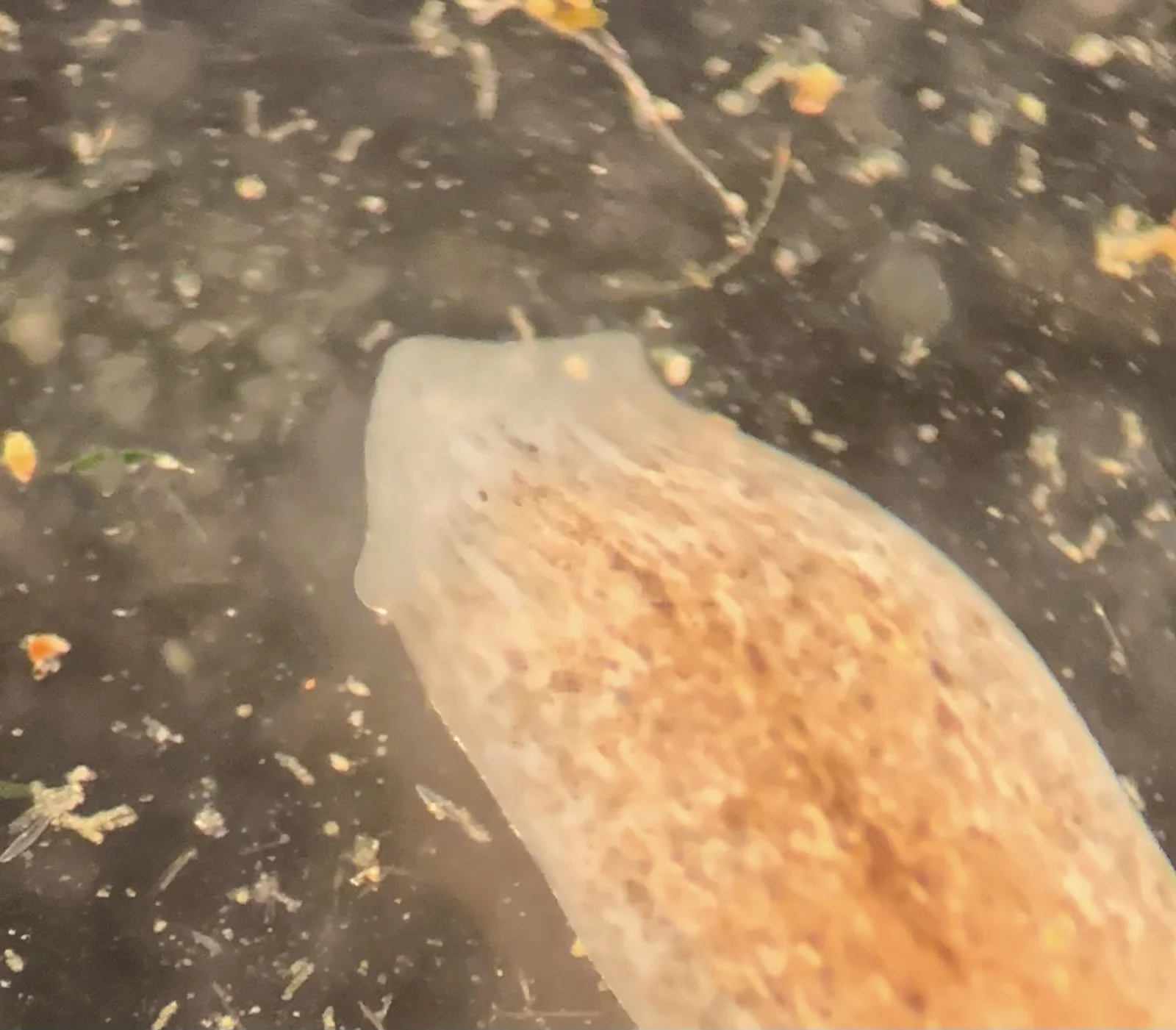 Body segment showing newly formed head and visible eyespots after 5 days of growth at 20x