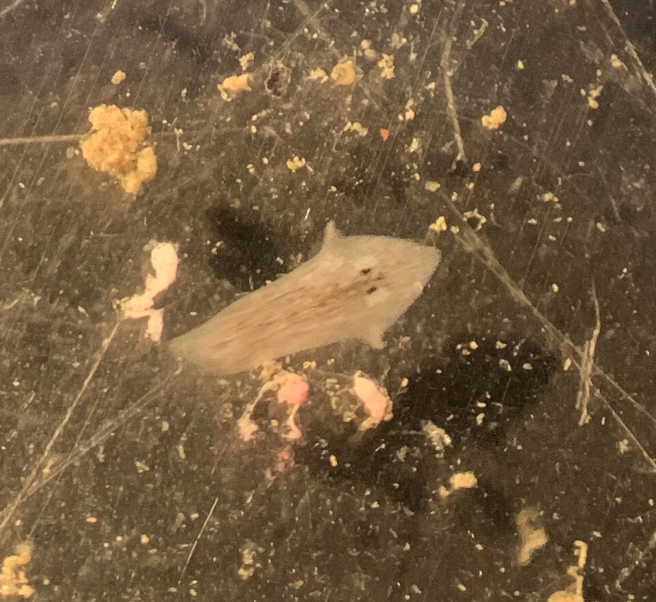 Head segment after 5 days of growth showing substantial body formation   