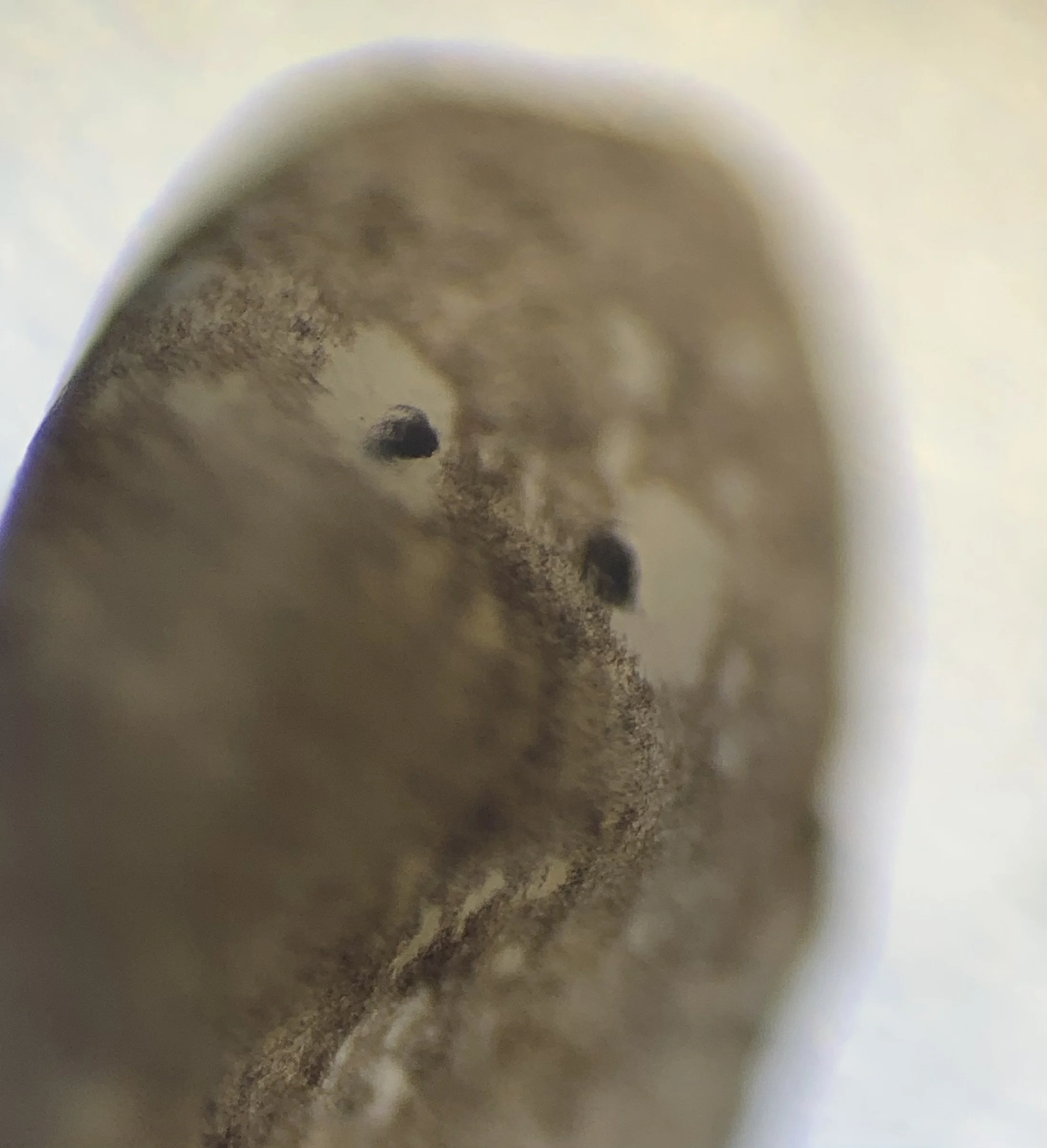 Another planarian specimen showing closeup of eyespots using stereoscope at 30x 