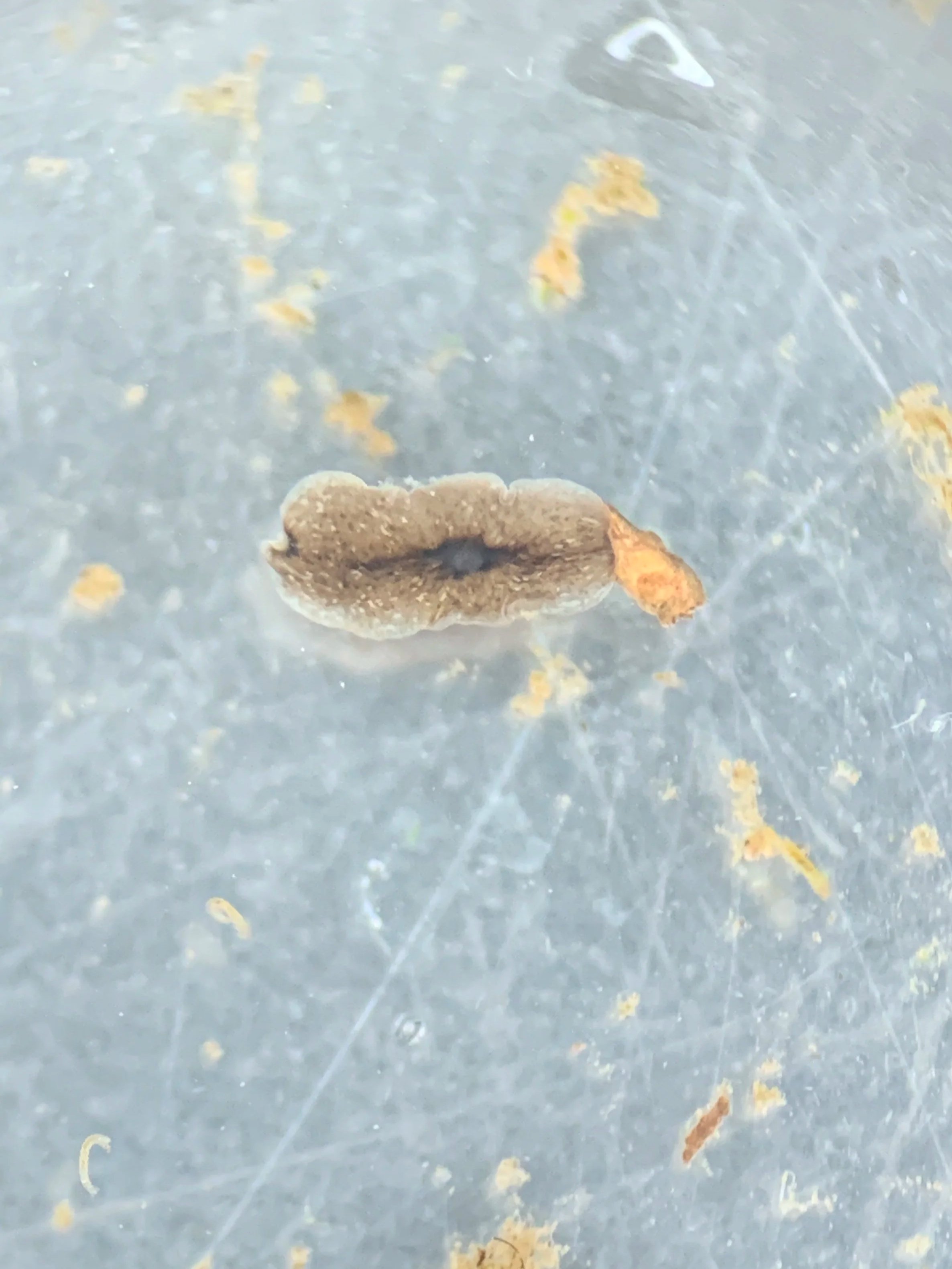 "Body" or posterior region after dissection 