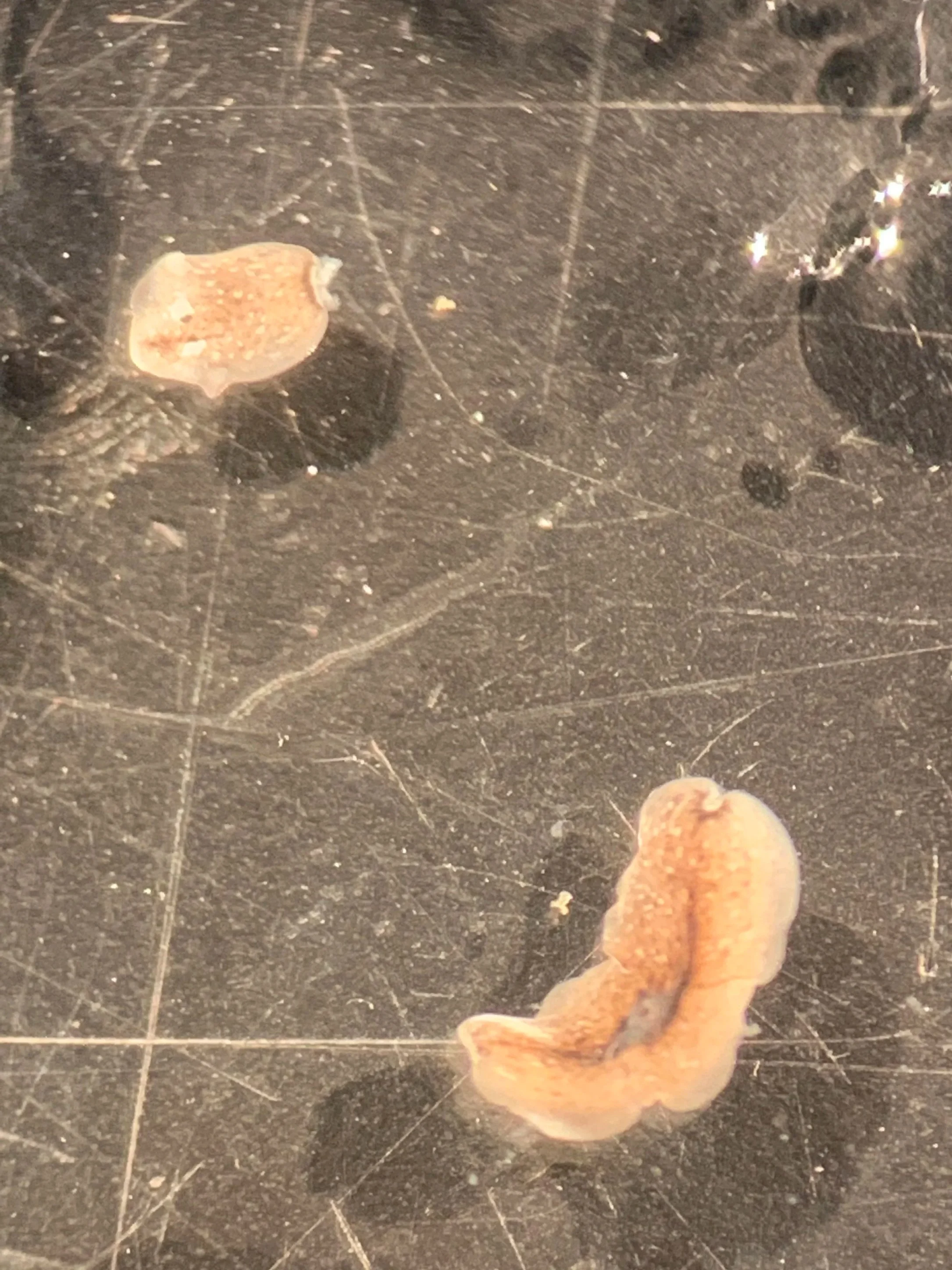 Planarian head/body split after dissection at 10x