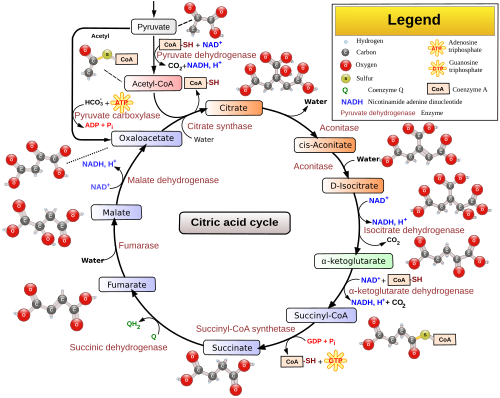    Biochemistry Course (Link)    