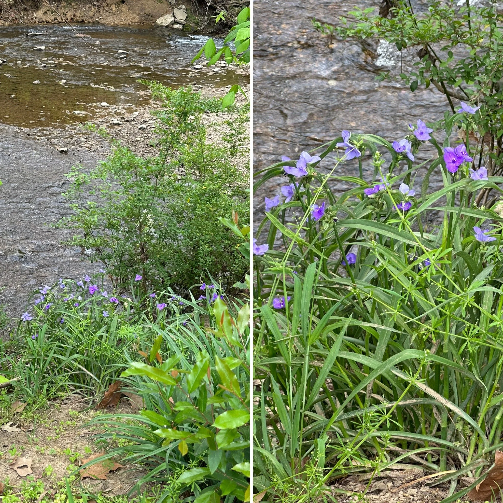 Virginia spiderwort (Tradescantia virginiana)