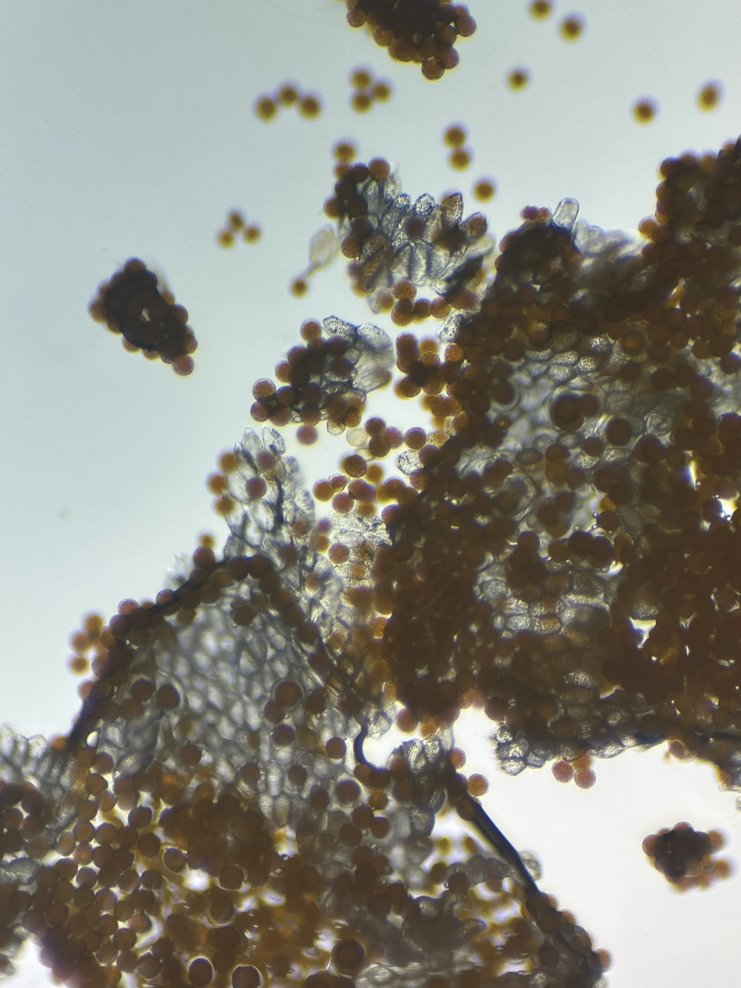 Spores at 100x