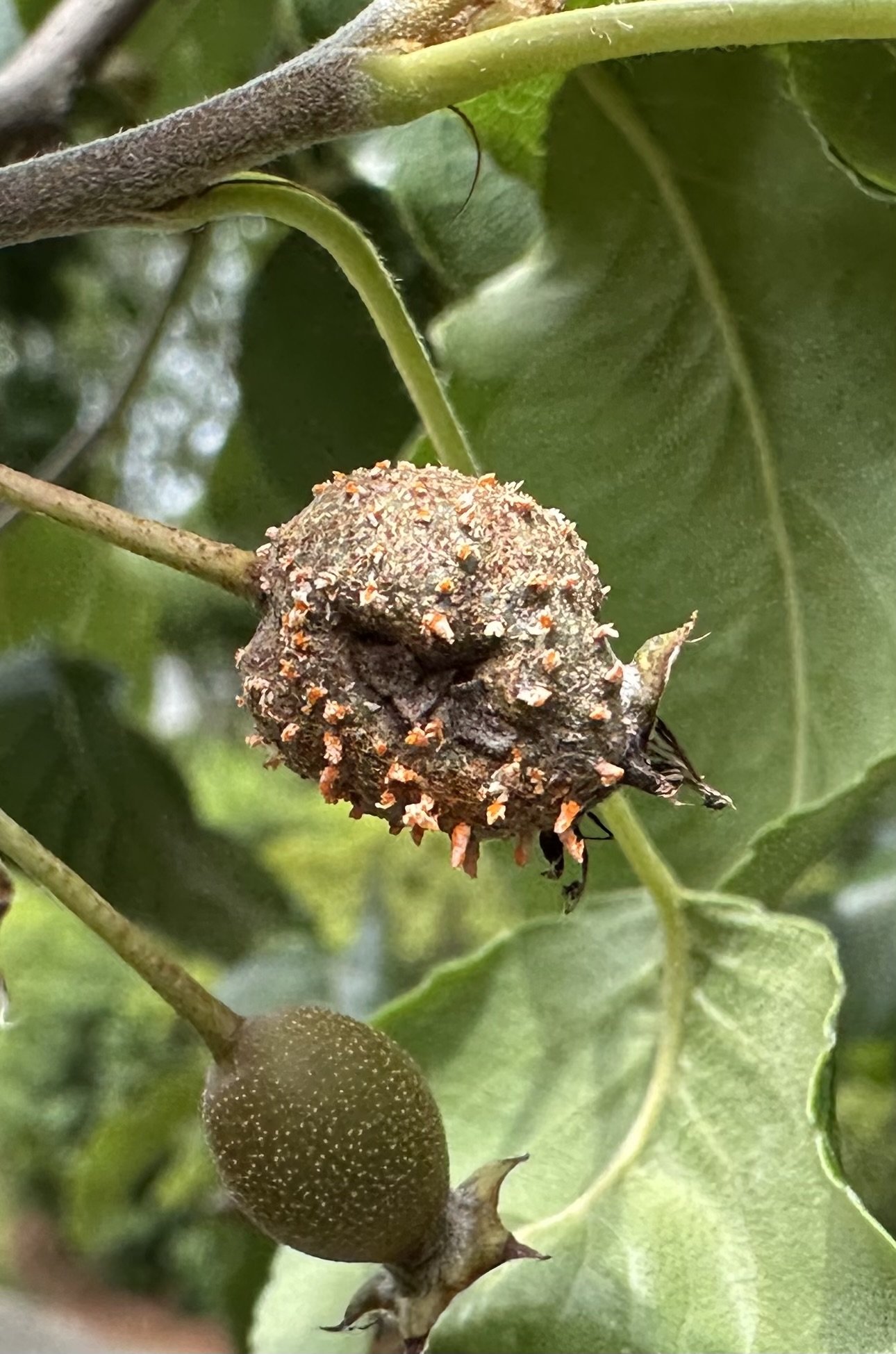 Orange, tendril-like aecia protruding from fruit containing potentially thousands of fungal spores