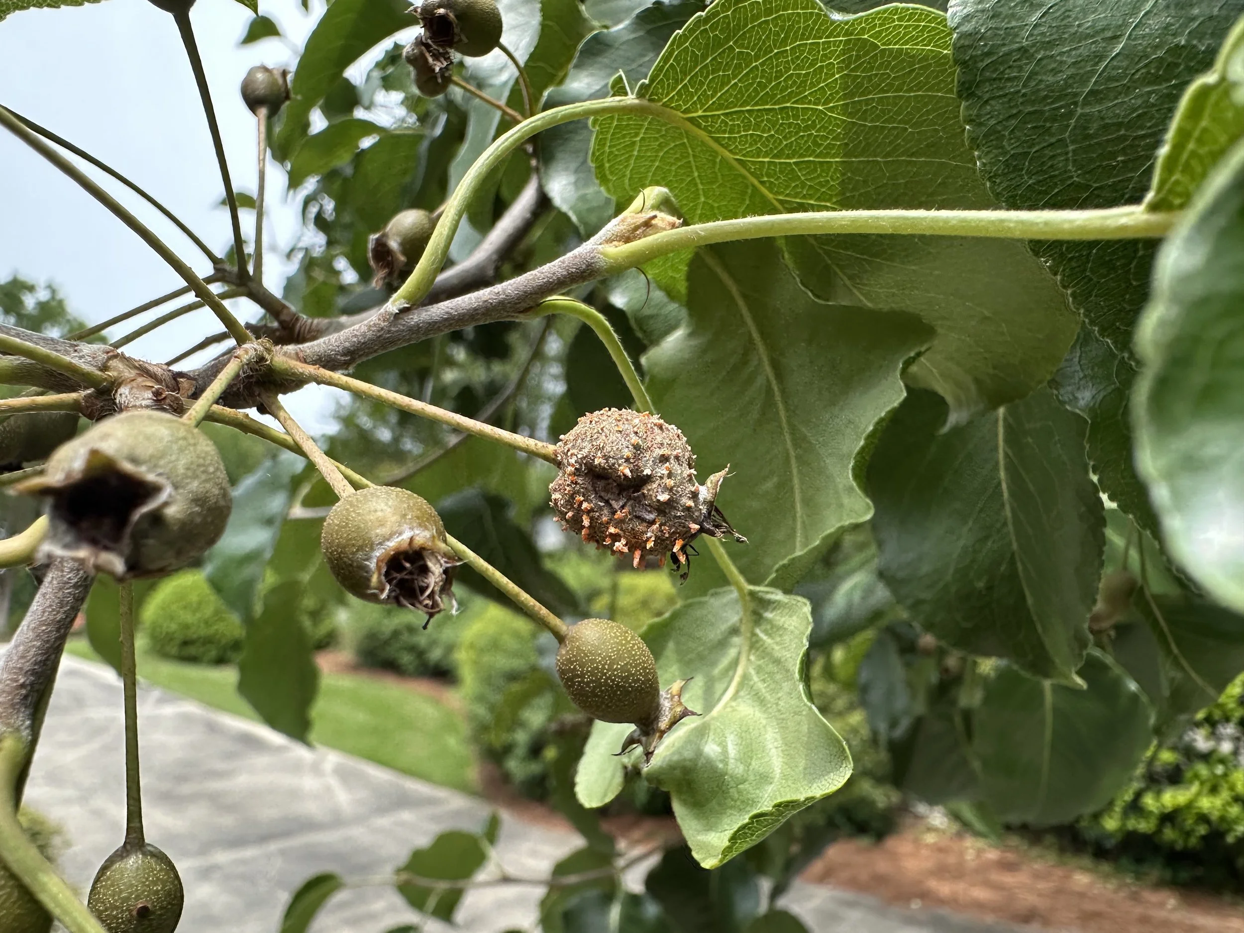 Rust fungus (Gymnosporangium) invading a Bradford Pear tree (Pyrus calleryana) fruit