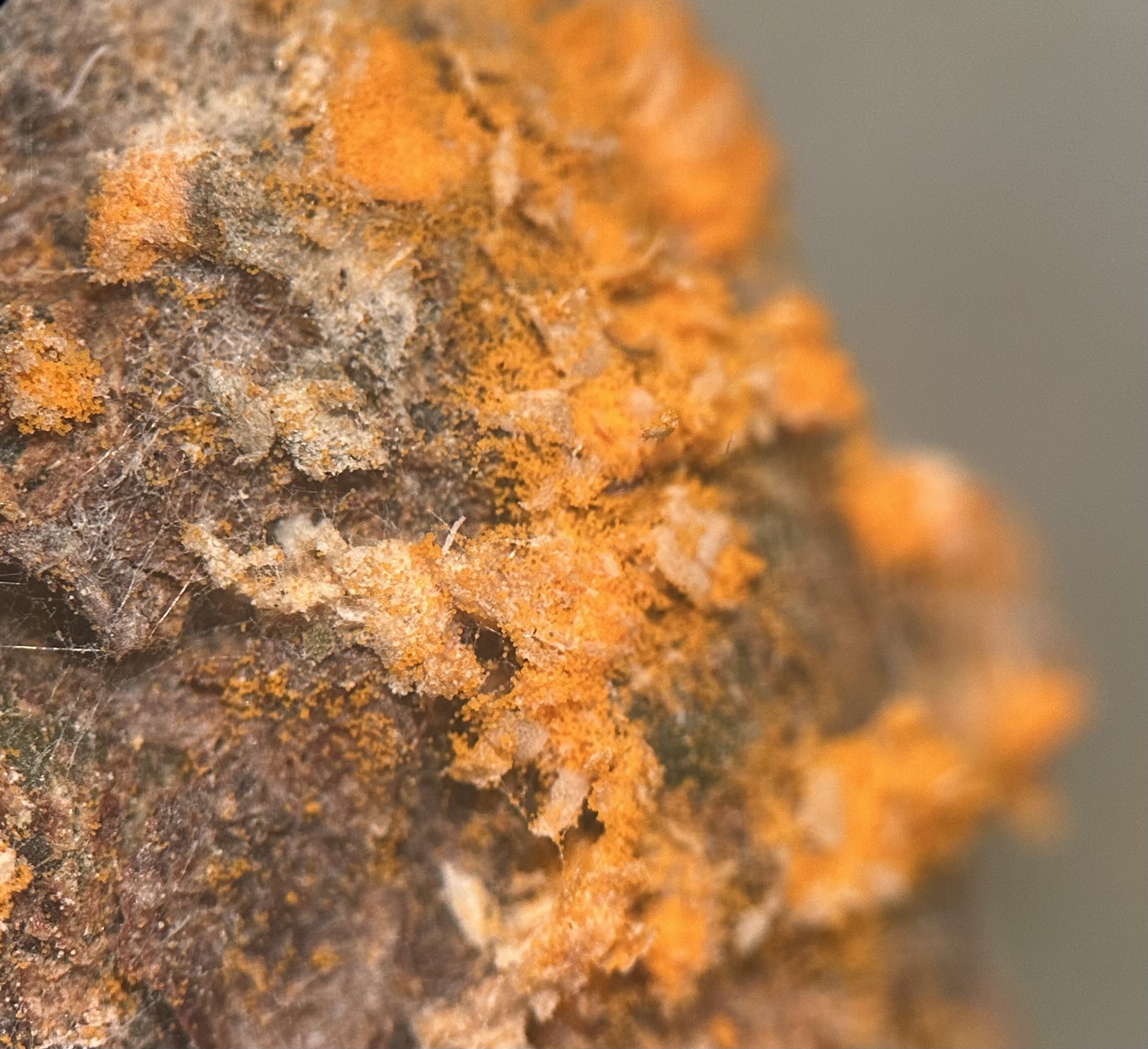 Rust fungal spores at 20x
