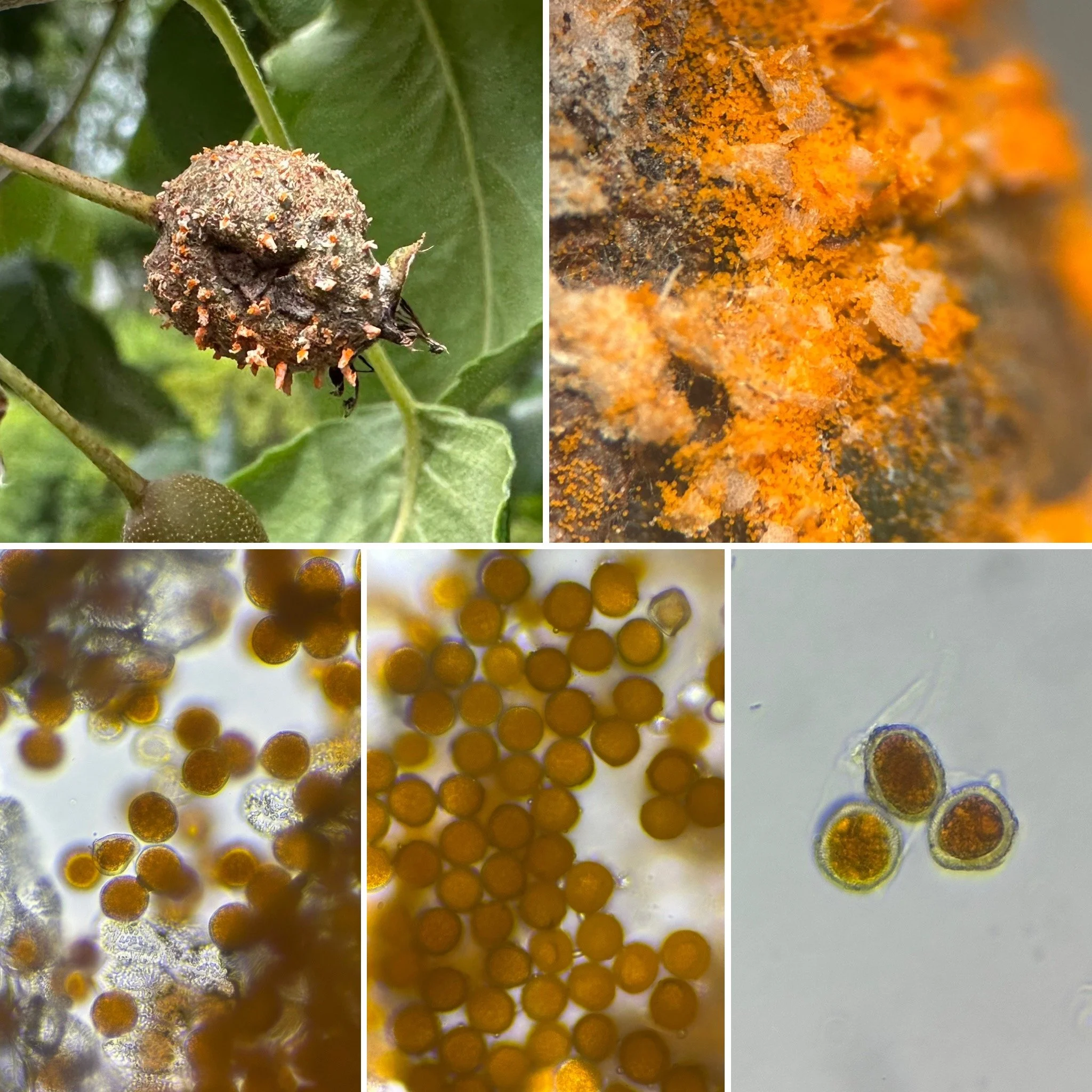 Rust fungus (Gymnosporangium) at 1x/40x/400x