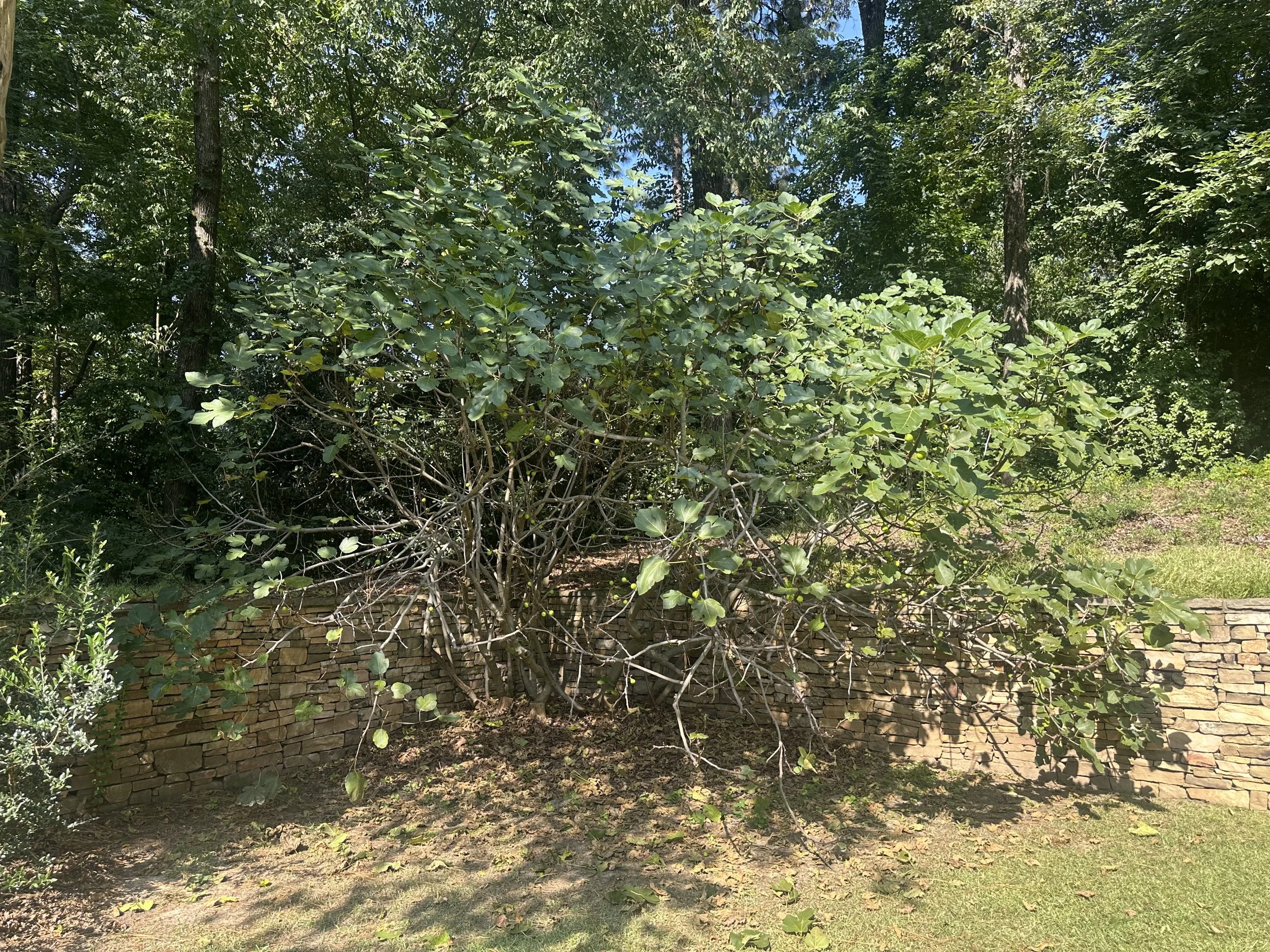 IMG_0455.jpeg