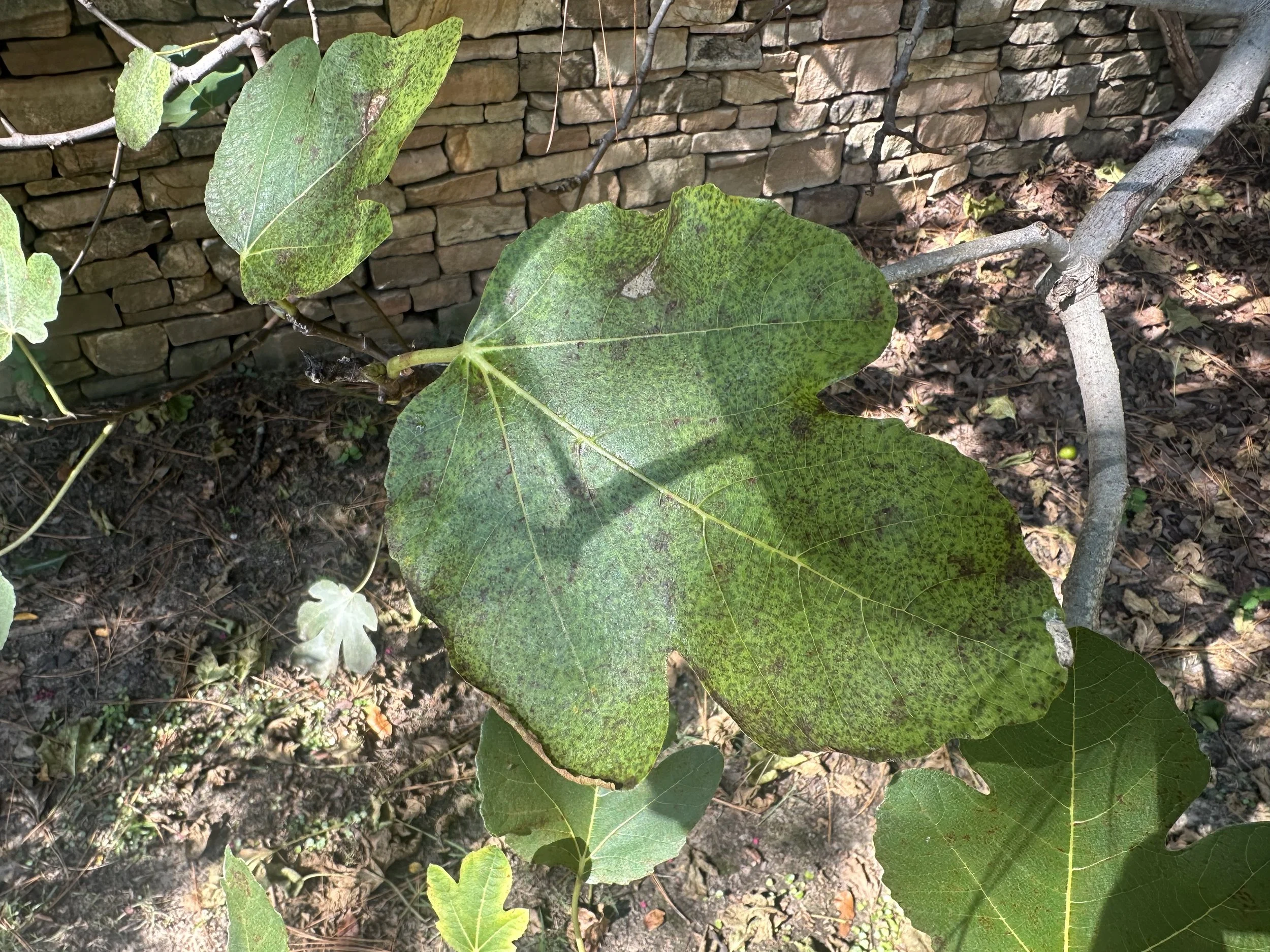 IMG_0452.jpeg
