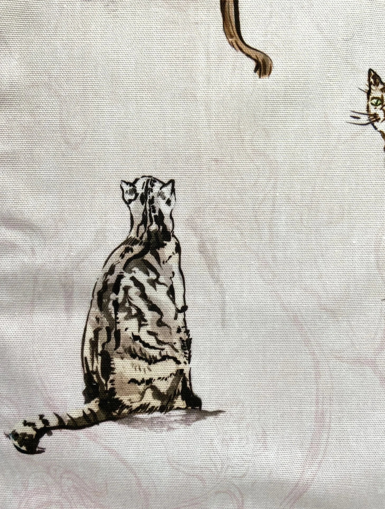 cat tea3.jpg