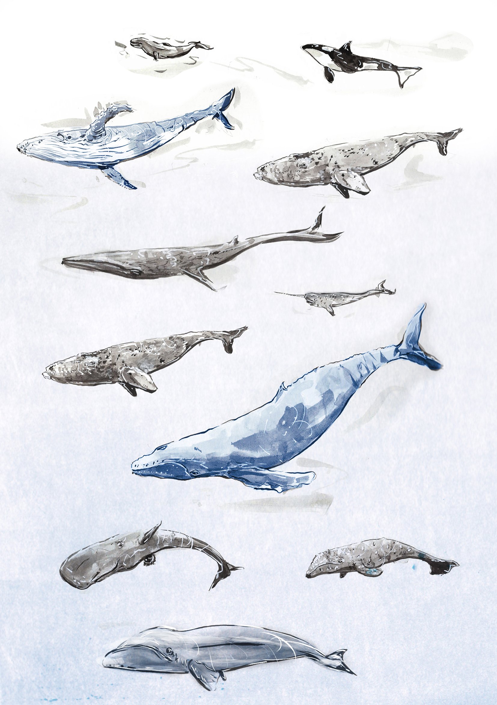 whale_tea.jpg