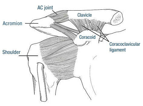 Acromioclavicular (AC) joint: Anatomy, function