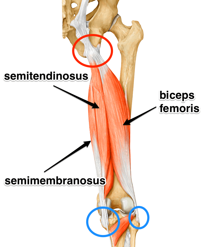 Proximal Hamstring Injury  Orthopaedic Surgeon Melbourne