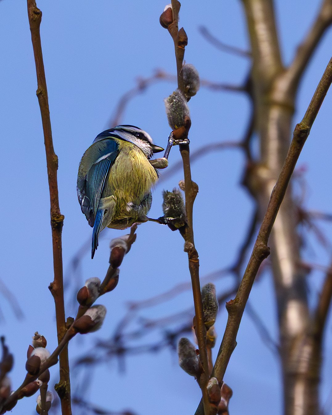 Great Tit feeding in spring time