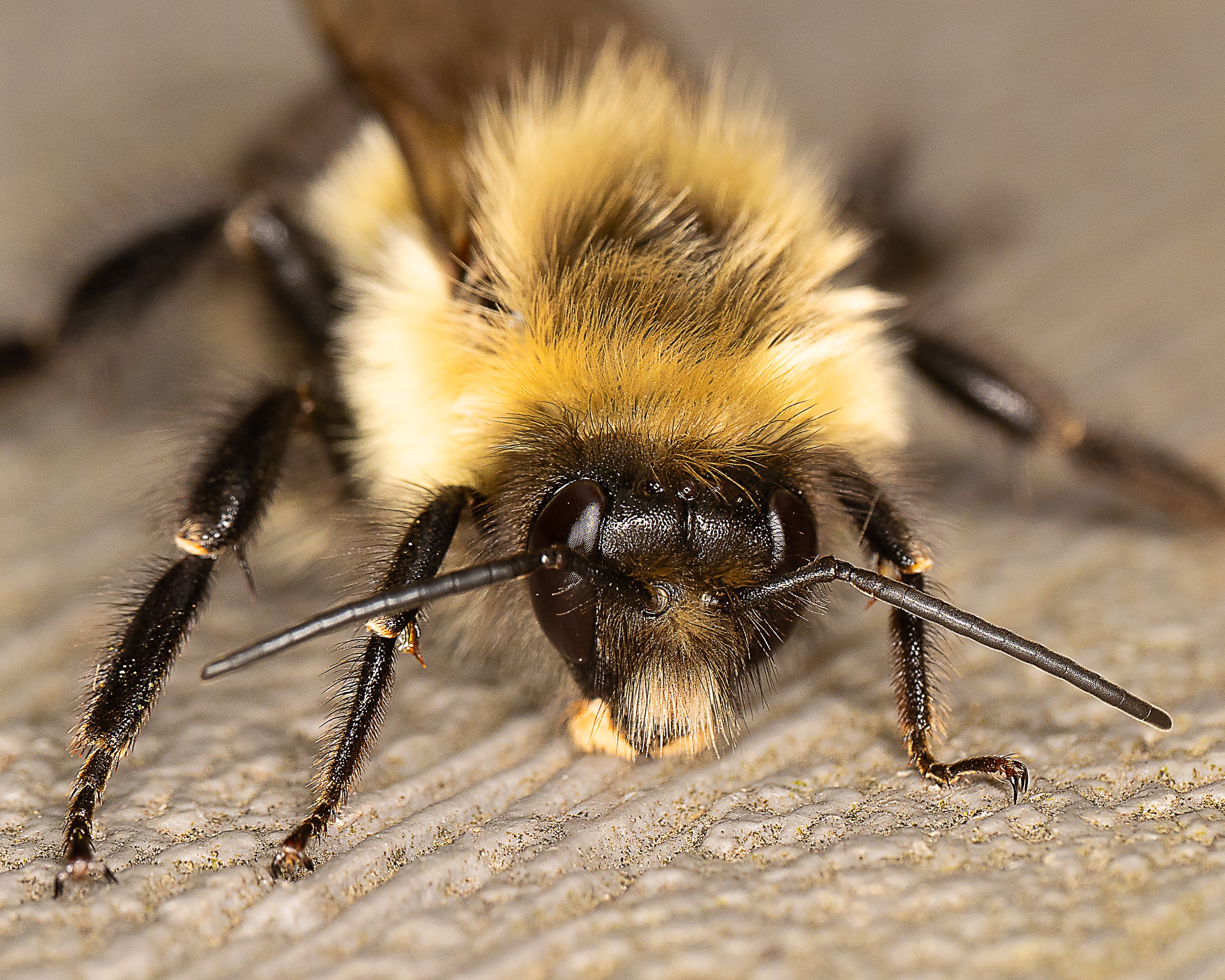 Canadian Bee closeup